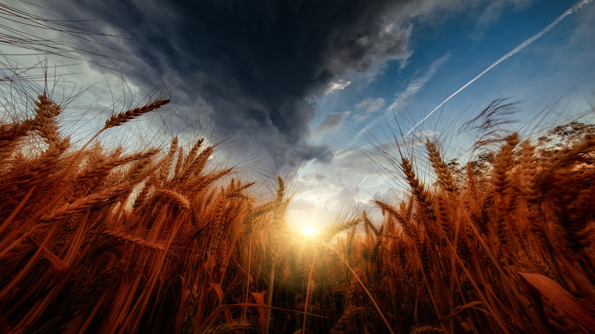 General 2048x1152 sky wheat storm sunset clouds colorful Agro (Plants) low-angle plants