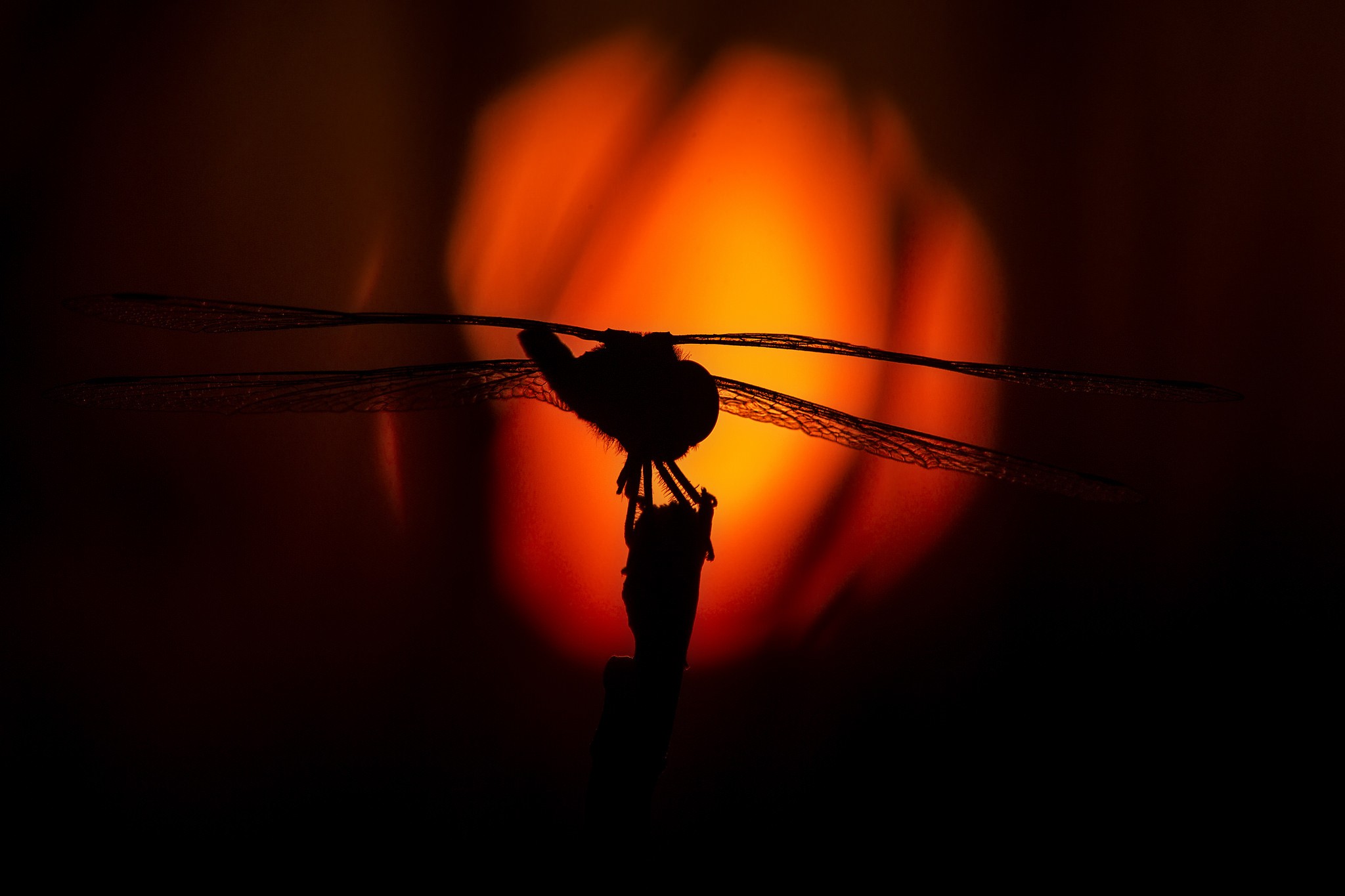General 2048x1365 animals dragonflies insect dark nature silhouette