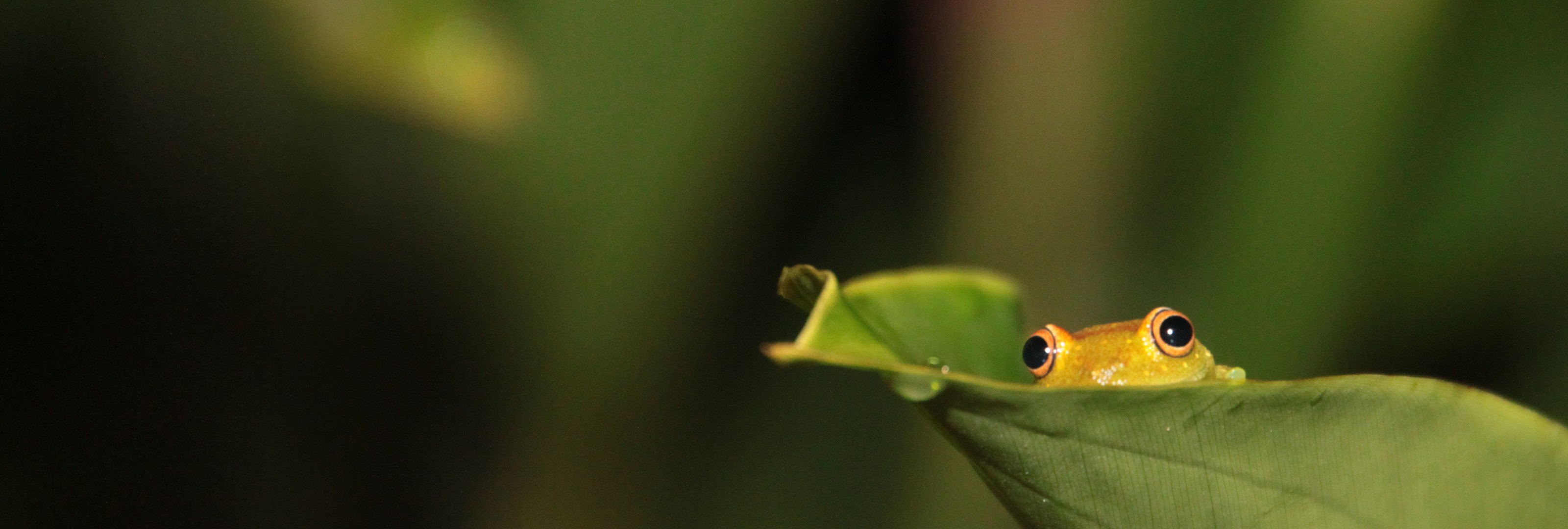 General 3200x1080 frog macro blurred leaves photography animals amphibian plants green background animal eyes