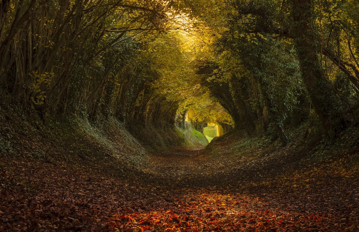 General 1200x776 nature landscape tunnel trees path leaves sunlight