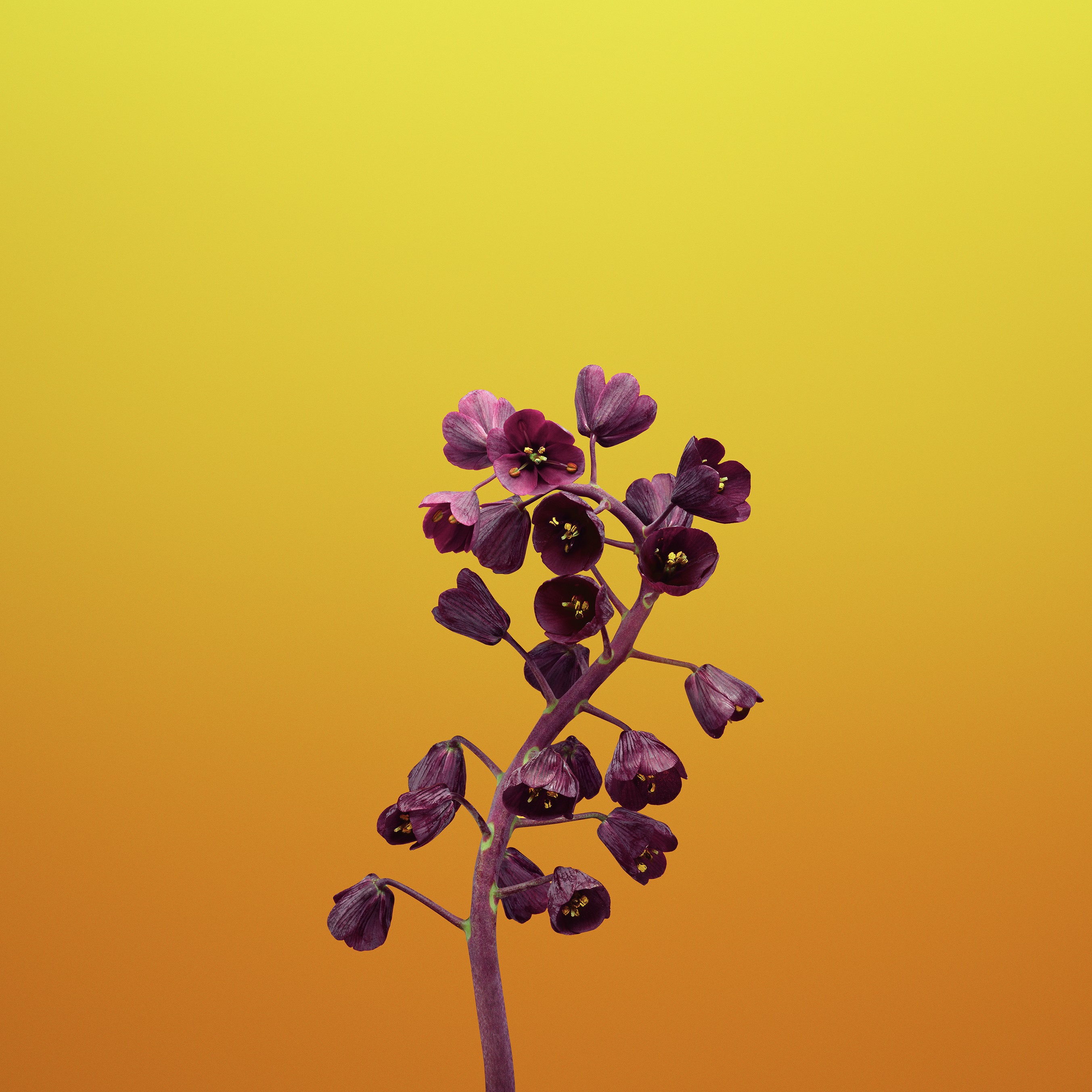 General 2706x2706 flowers simple background yellow background