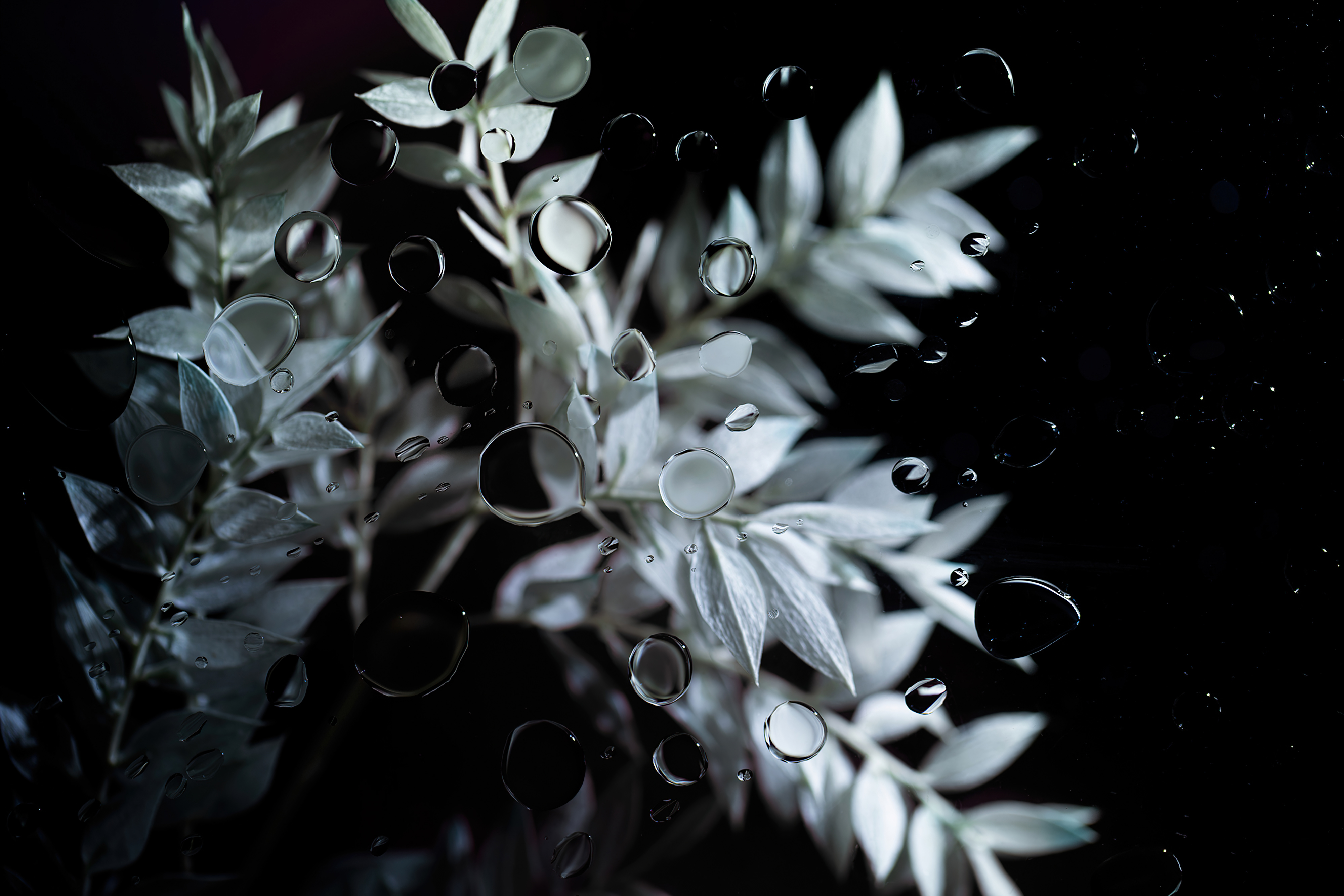 General 4000x2668 black background minimalism flower garden water drops flowers simple background nature closeup petals