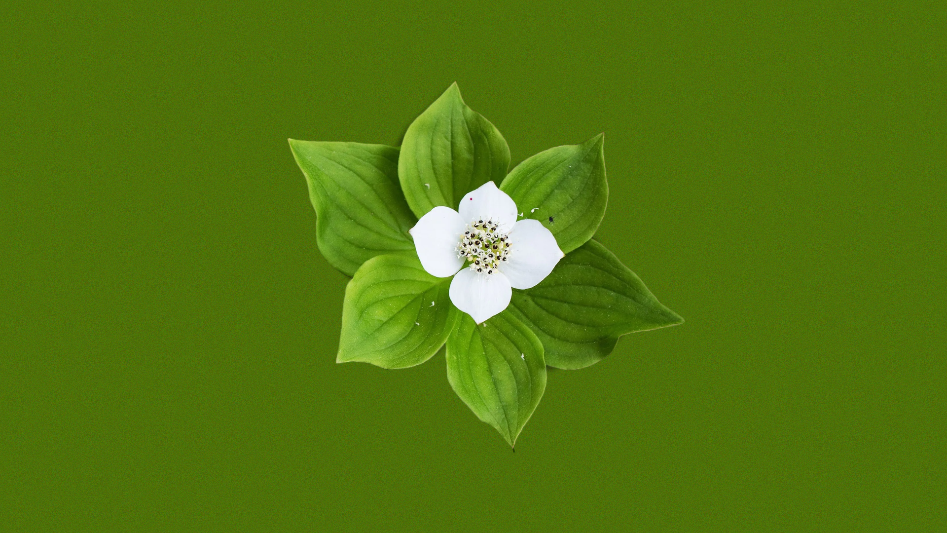 General 1920x1080 Buncheberry nature minimalism simple background green background flowers plants green