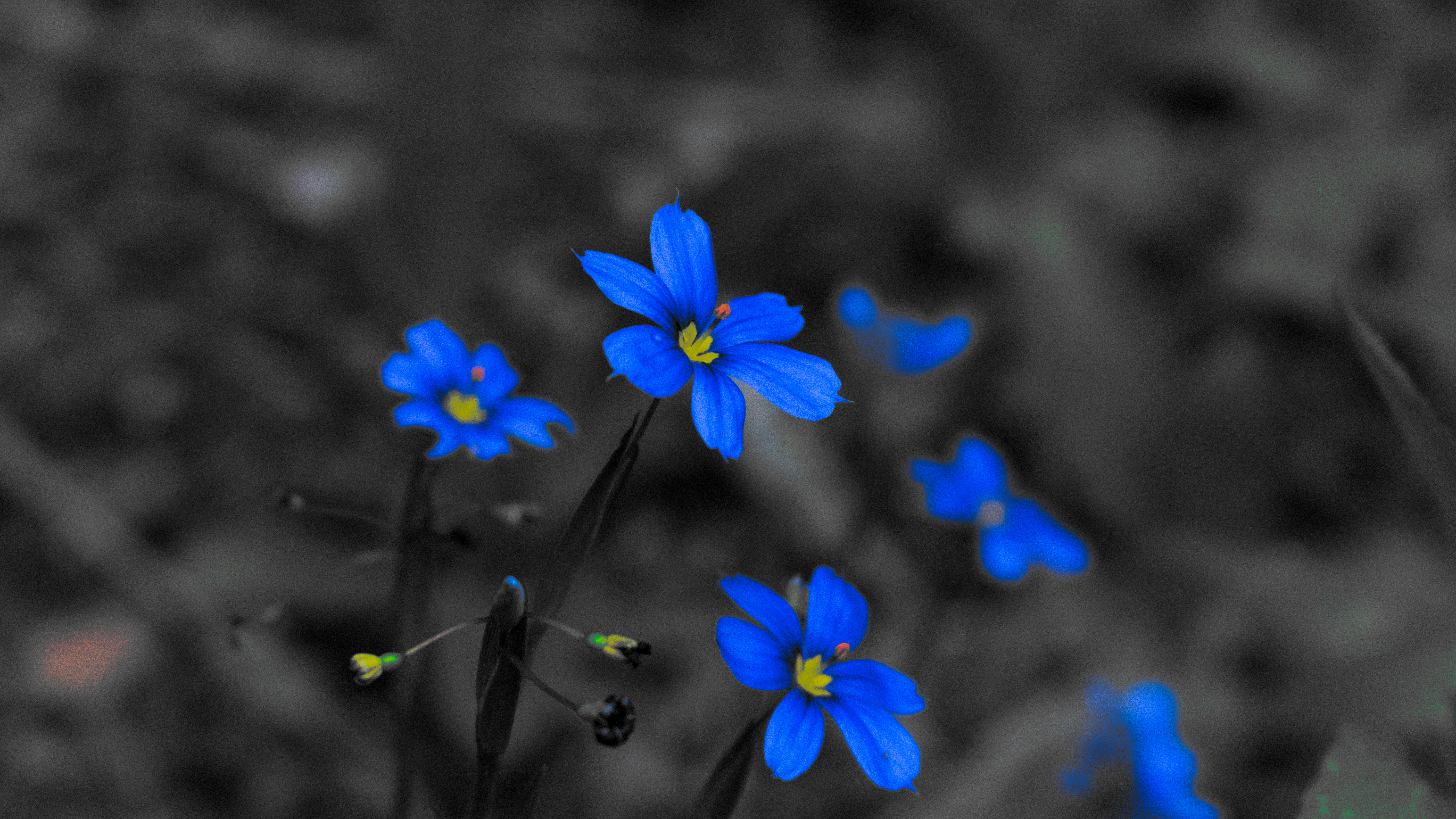 General 6000x3375 blue flowers nature flowers blue selective coloring macro blurry background blurred petals minimalism simple background