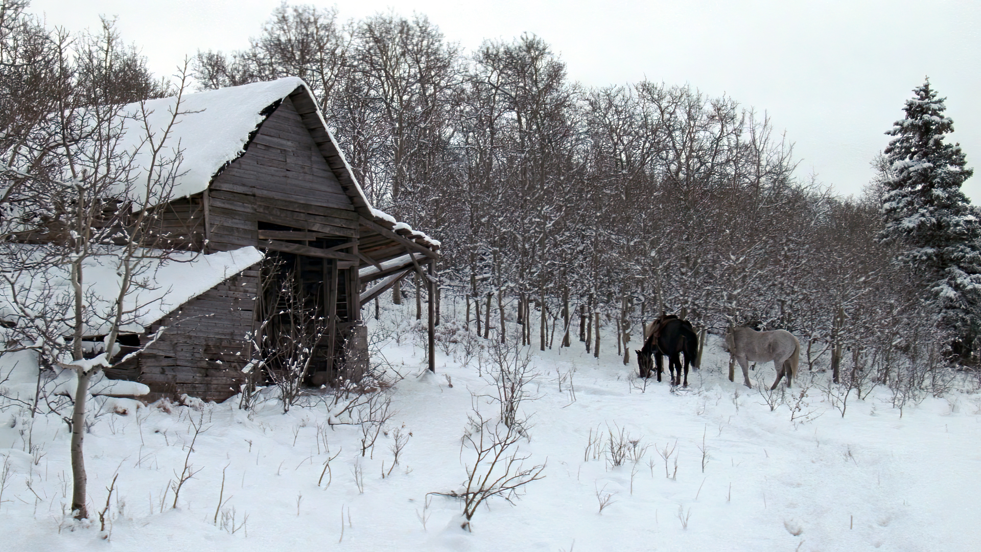 General 1920x1080 Unforgiven (Movies) movies film stills snow horse barn winter trees western animals