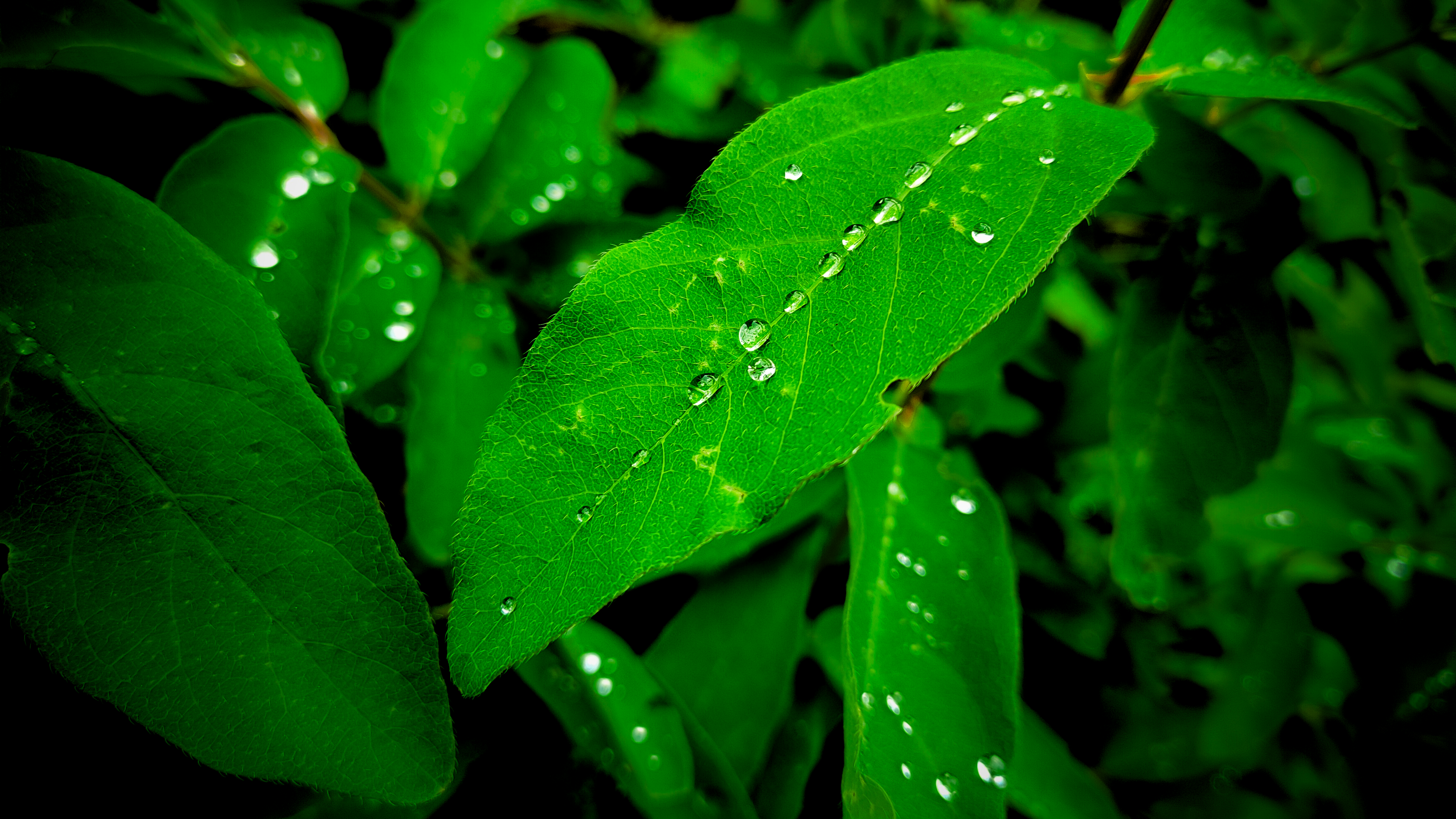 General 3840x2160 leaves green nature water drops closeup depth of field photography plants