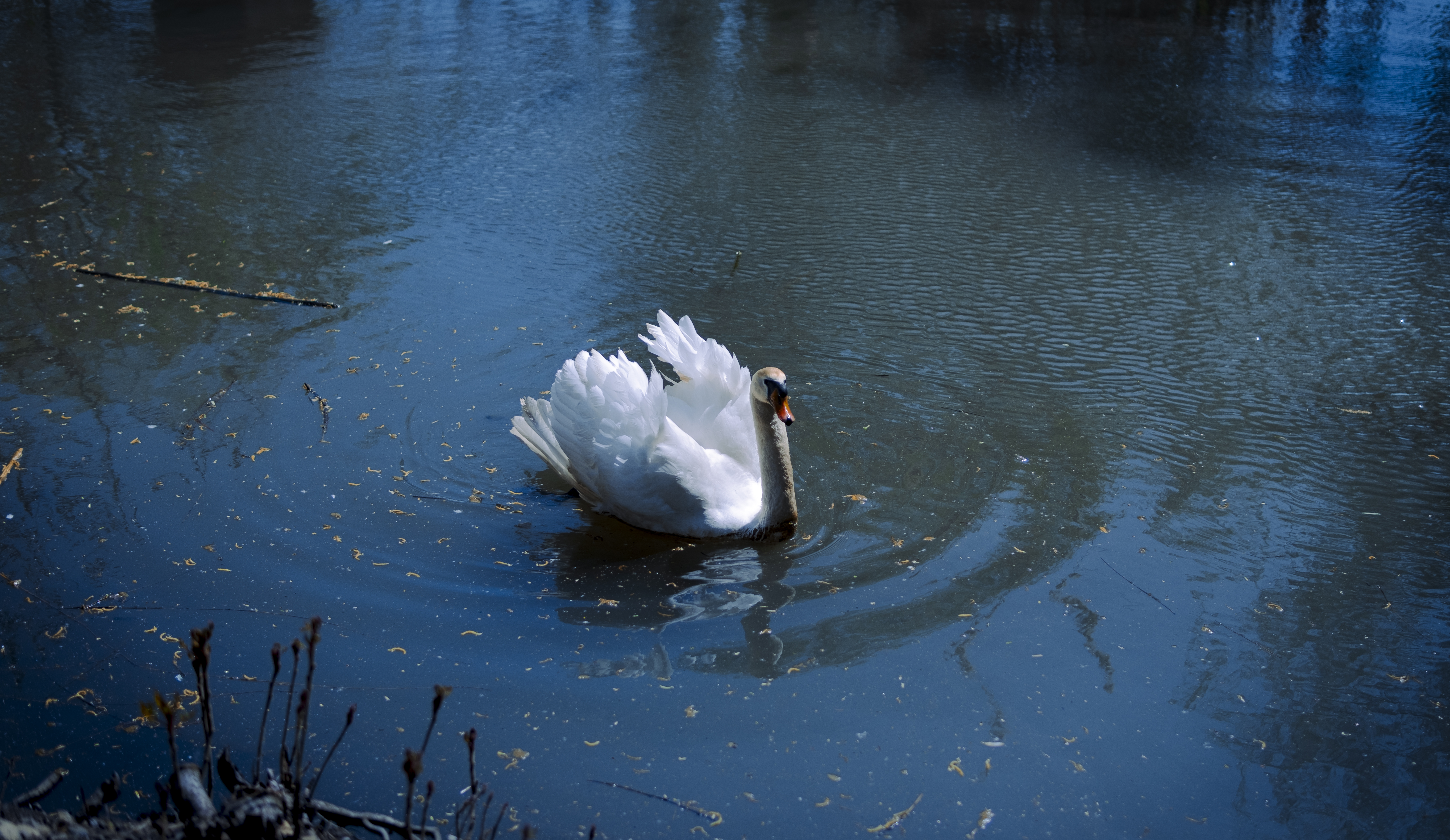 General 6149x3562 swan lake nature water photography