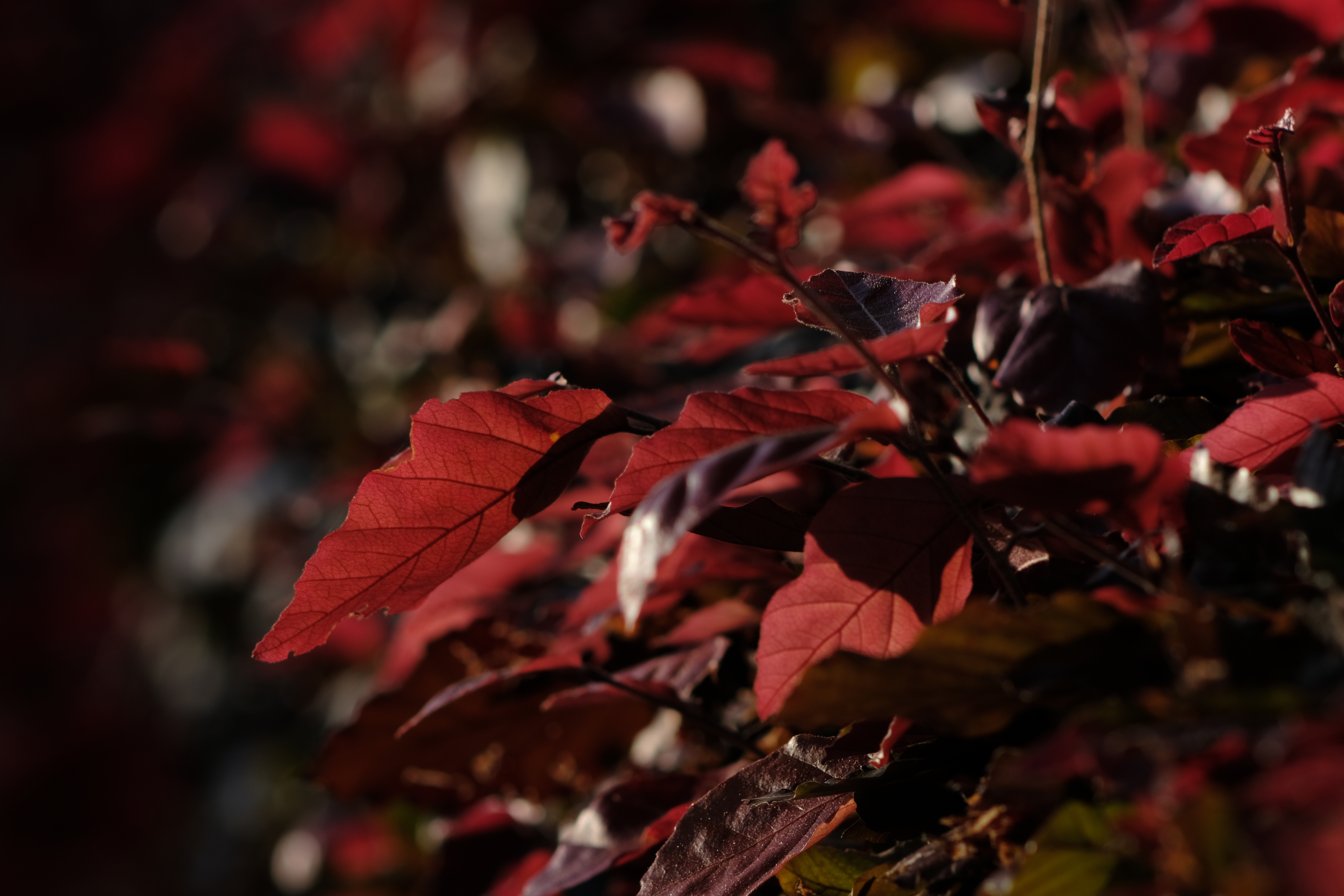 General 6240x4160 nature red leaves hedges contrast depth of field photography