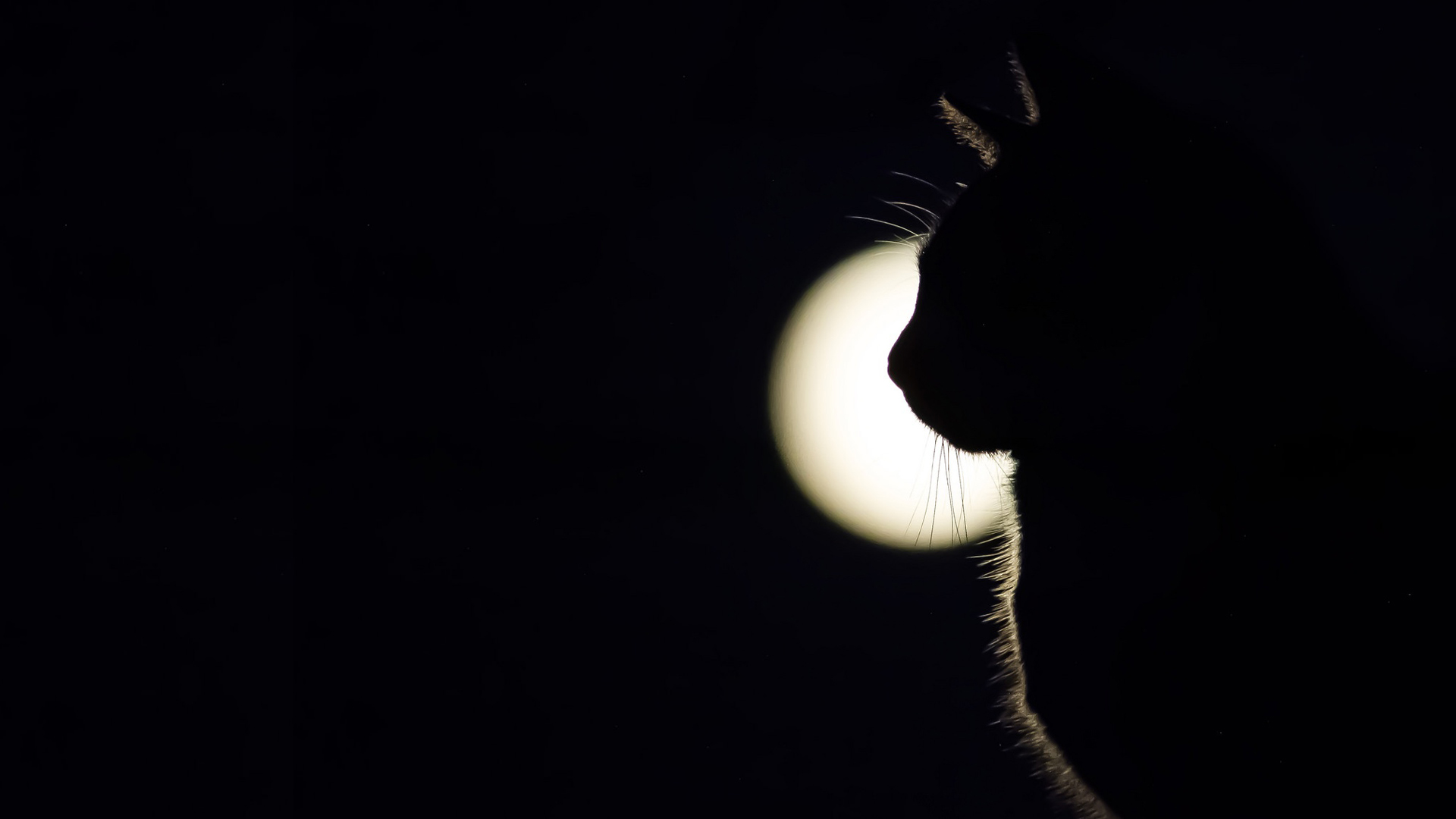General 1920x1080 animals silhouette feline mammals Moon outdoors nature low light closeup night cats backlighting lights dark background fur