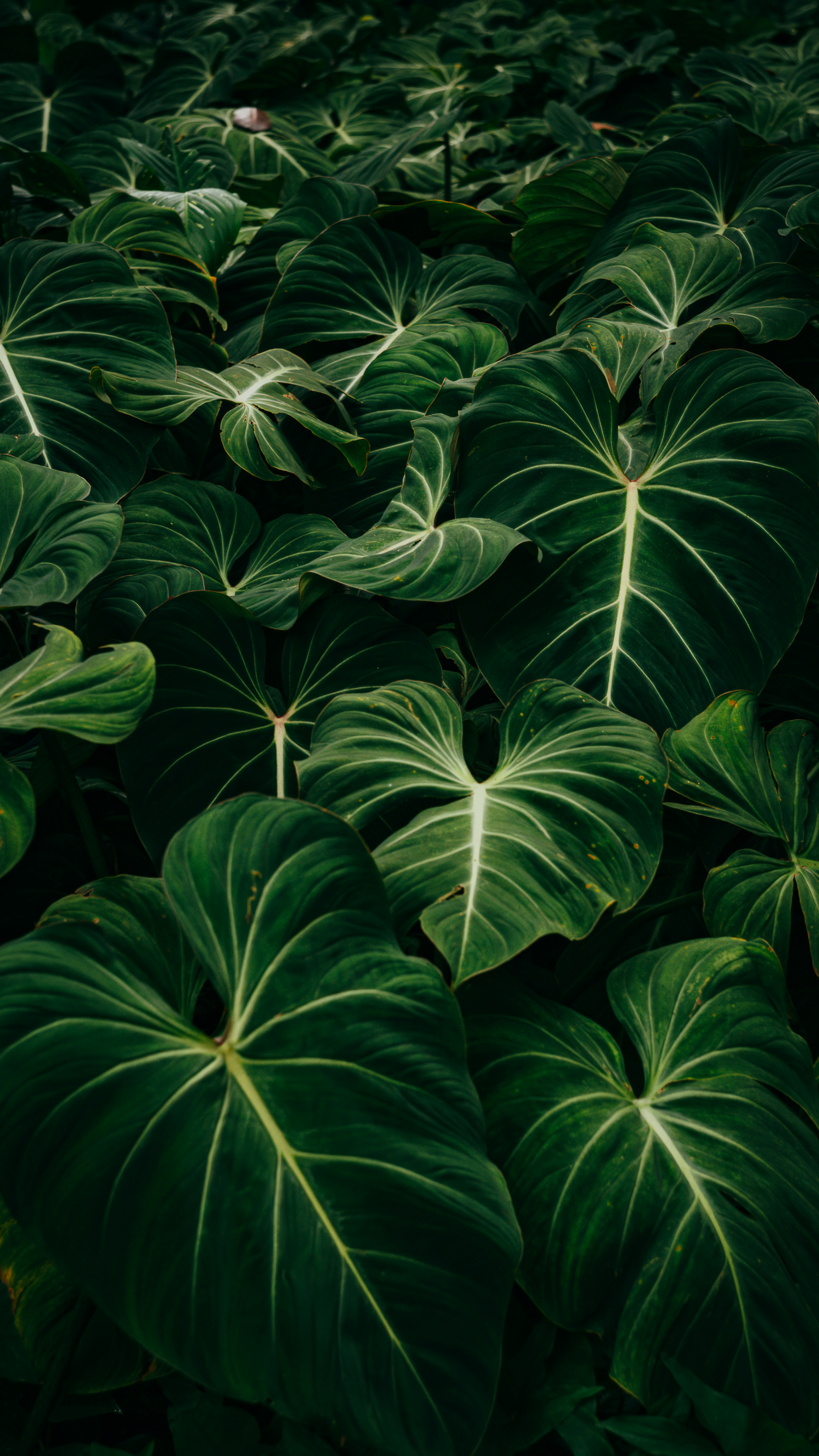 General 2160x3840 nature plants leaves green Split-leaf philodendron closeup portrait display