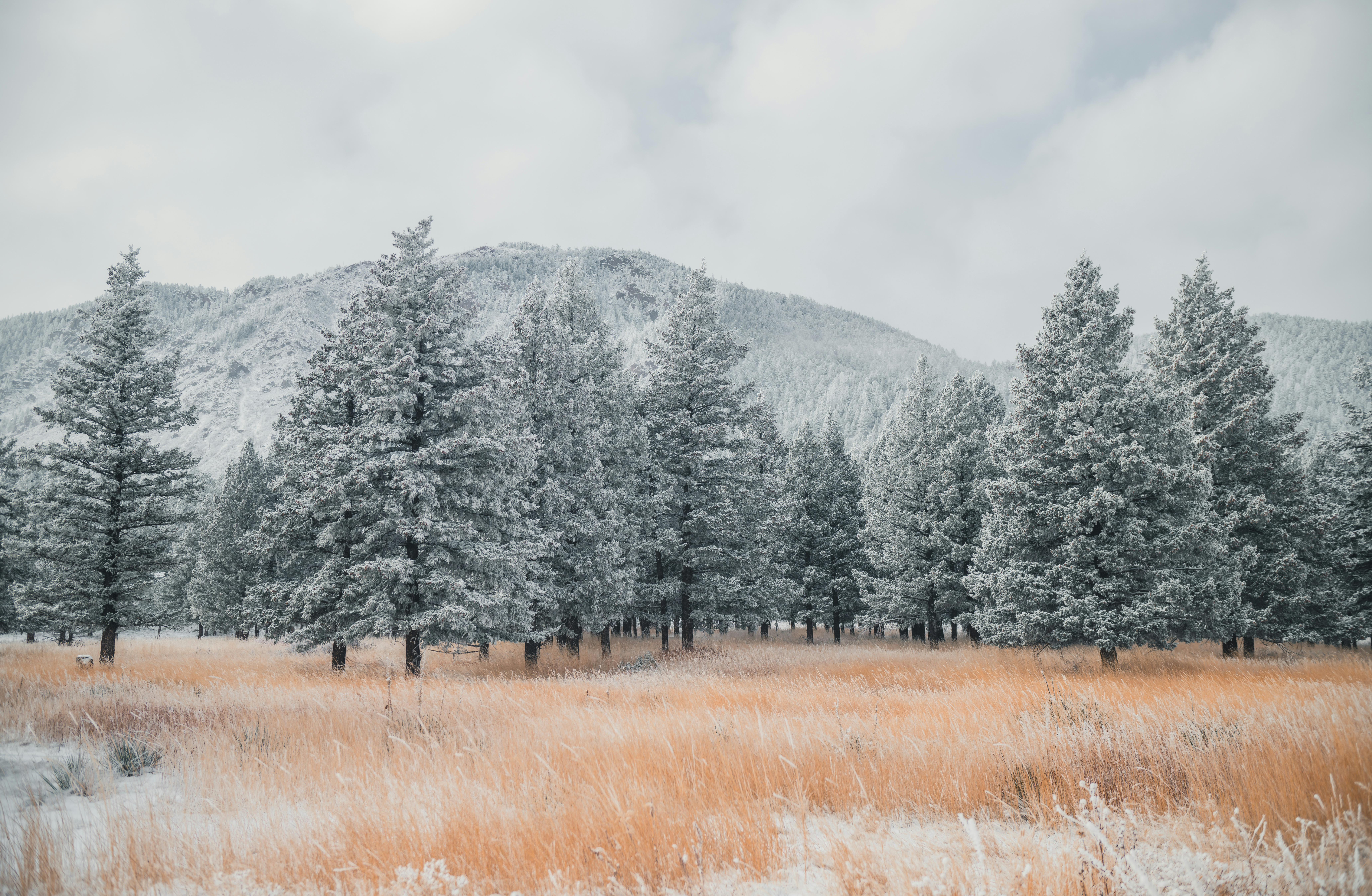 General 8256x5391 winter nature field Colorado Monument Valley trees clouds snow frost landscape sky