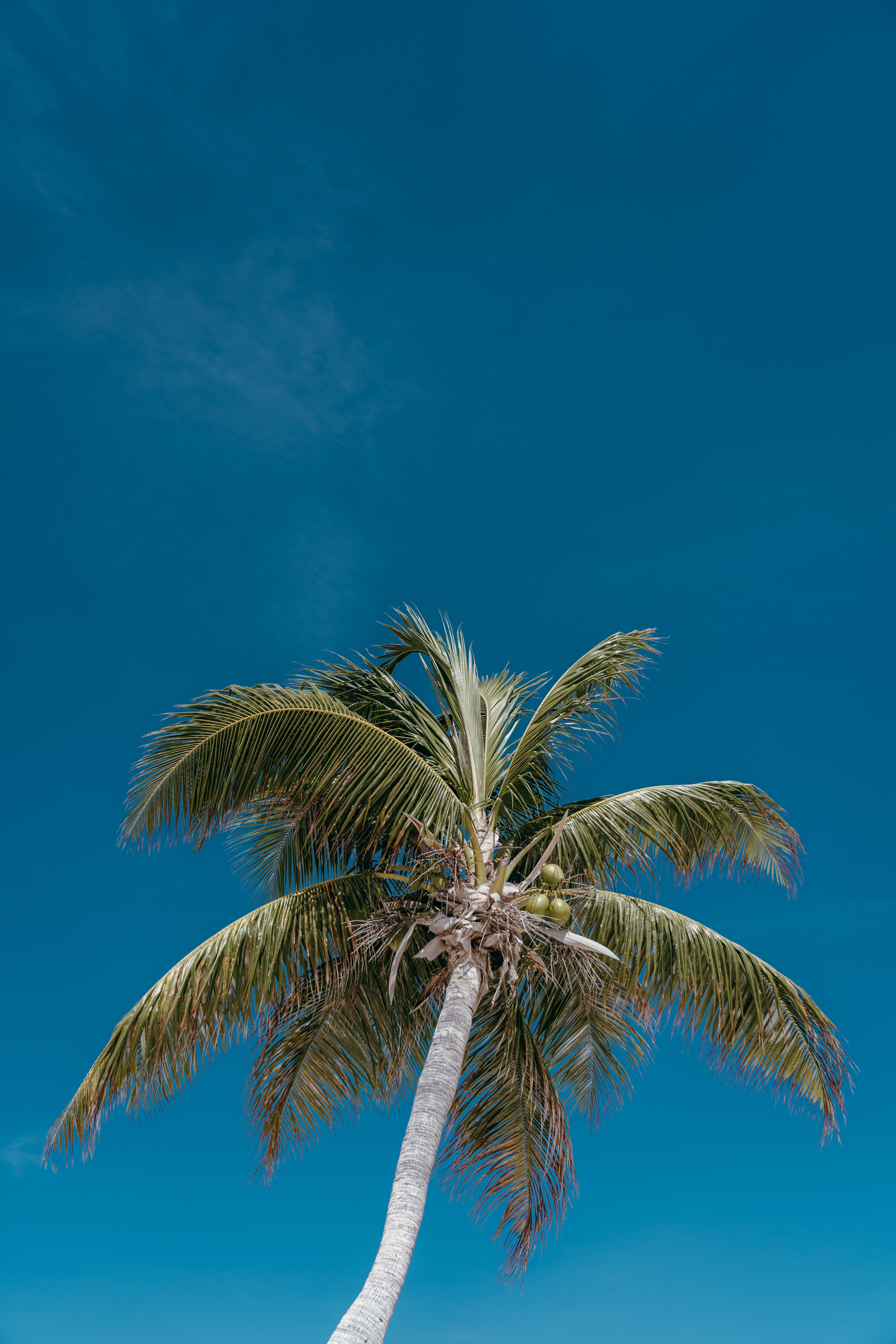 General 4000x6000 sky plants trees palm trees portrait display simple background