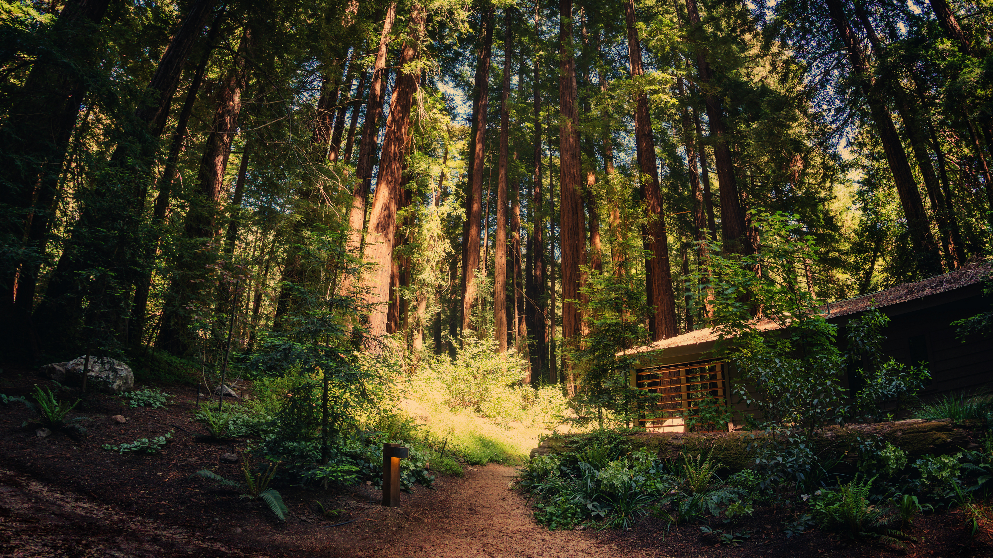 General 3840x2160 4K photography California trees nature path plants forest