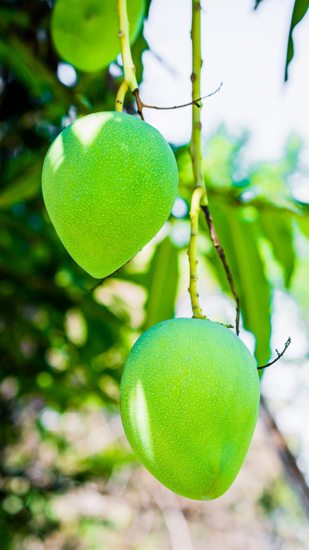 General 1080x1920 nature mangos fruit closeup