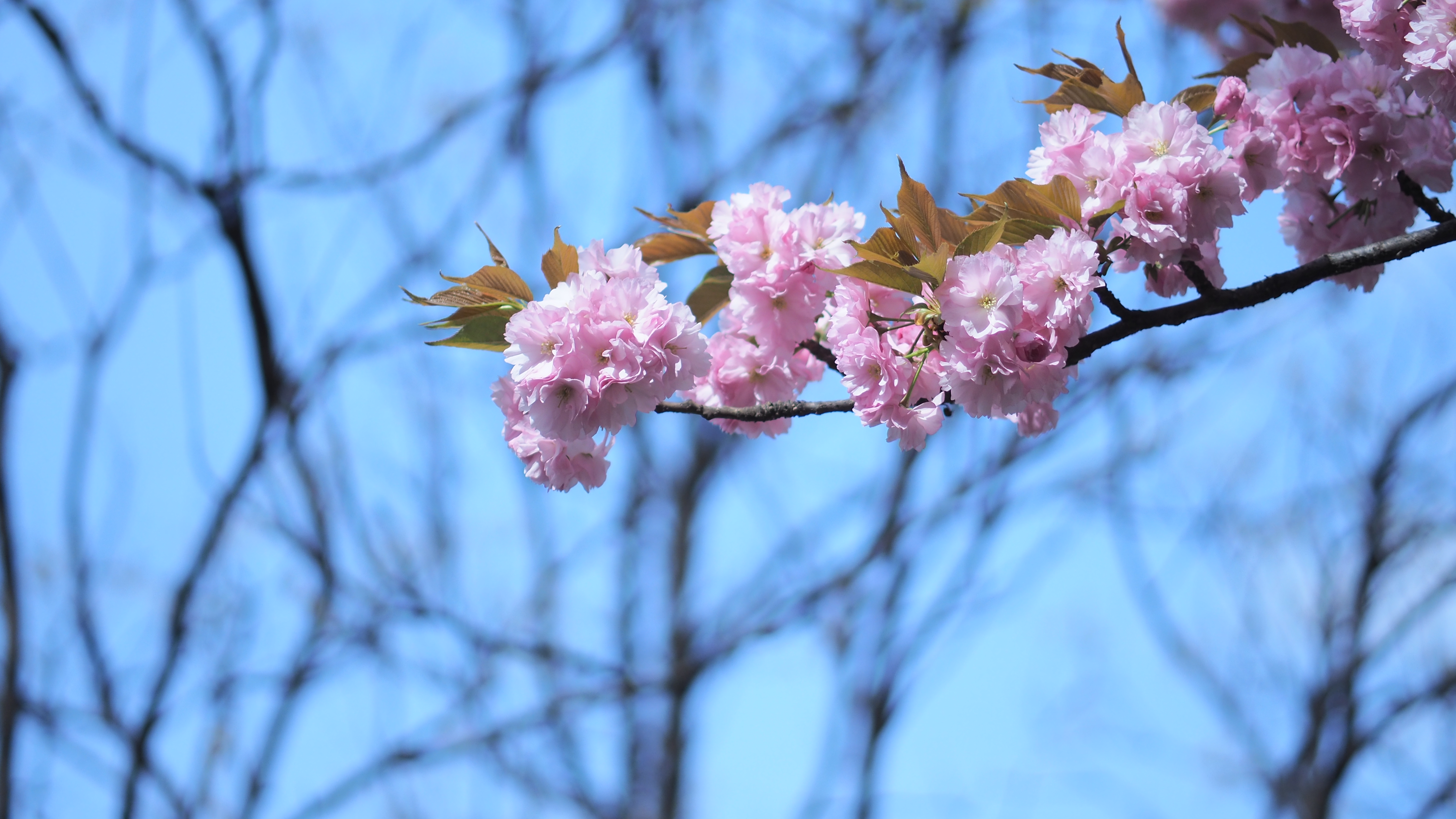General 4608x2592 cherry blossom spring spring flower flowers nature trees branch plants outdoors closeup
