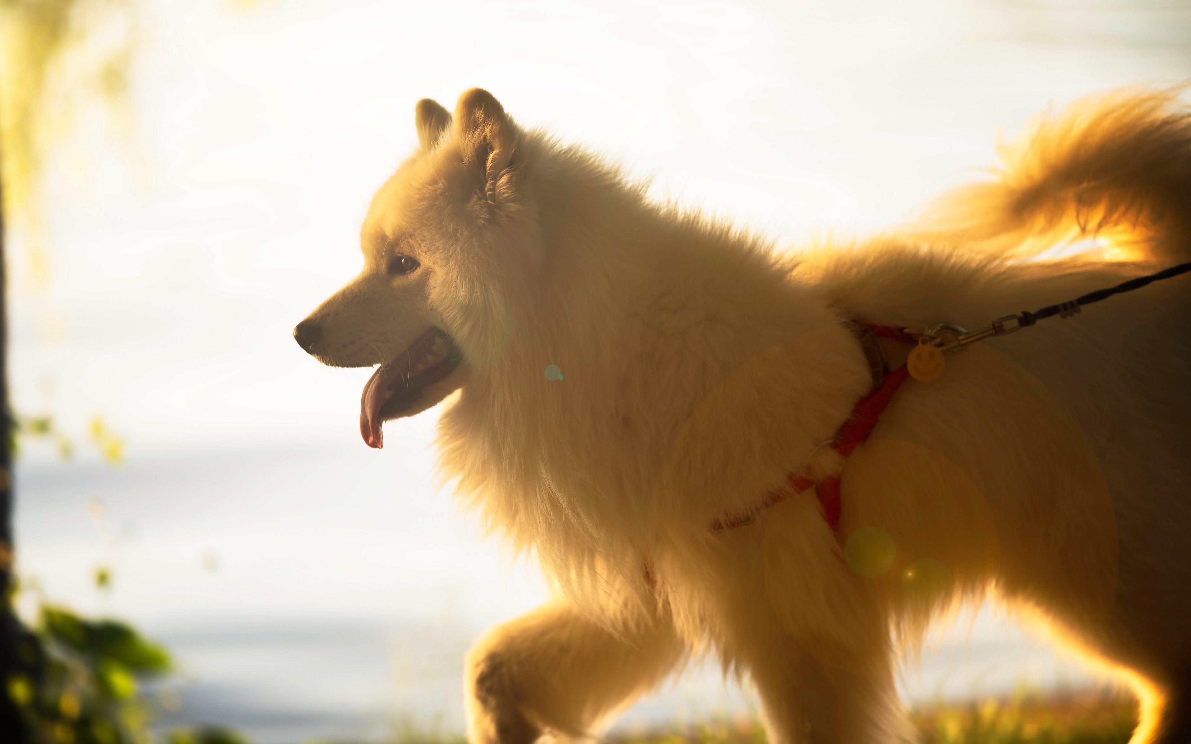 General 3840x2400 animals tongue out dog mammals closeup Samoyed side view natural light fur smiley leash