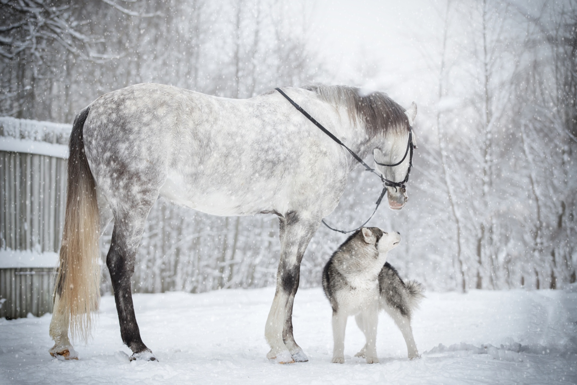 General 1920x1280 horse animals mammals snow Siberian Husky  dog