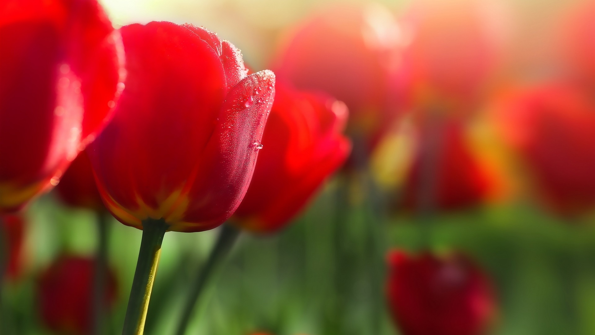 General 1920x1080 tulips flowers nature dew daylight plants red flowers
