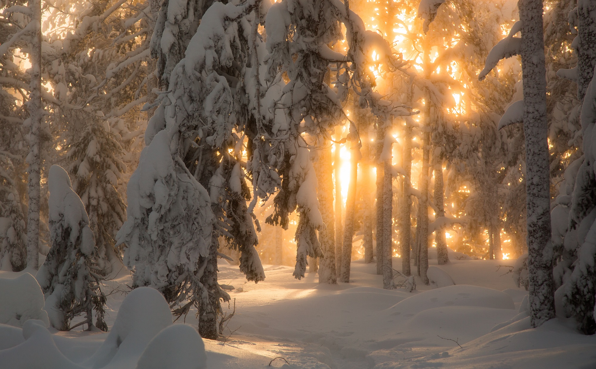 General 2000x1237 Finland forest snow sun rays national park nature winter trees sunlight