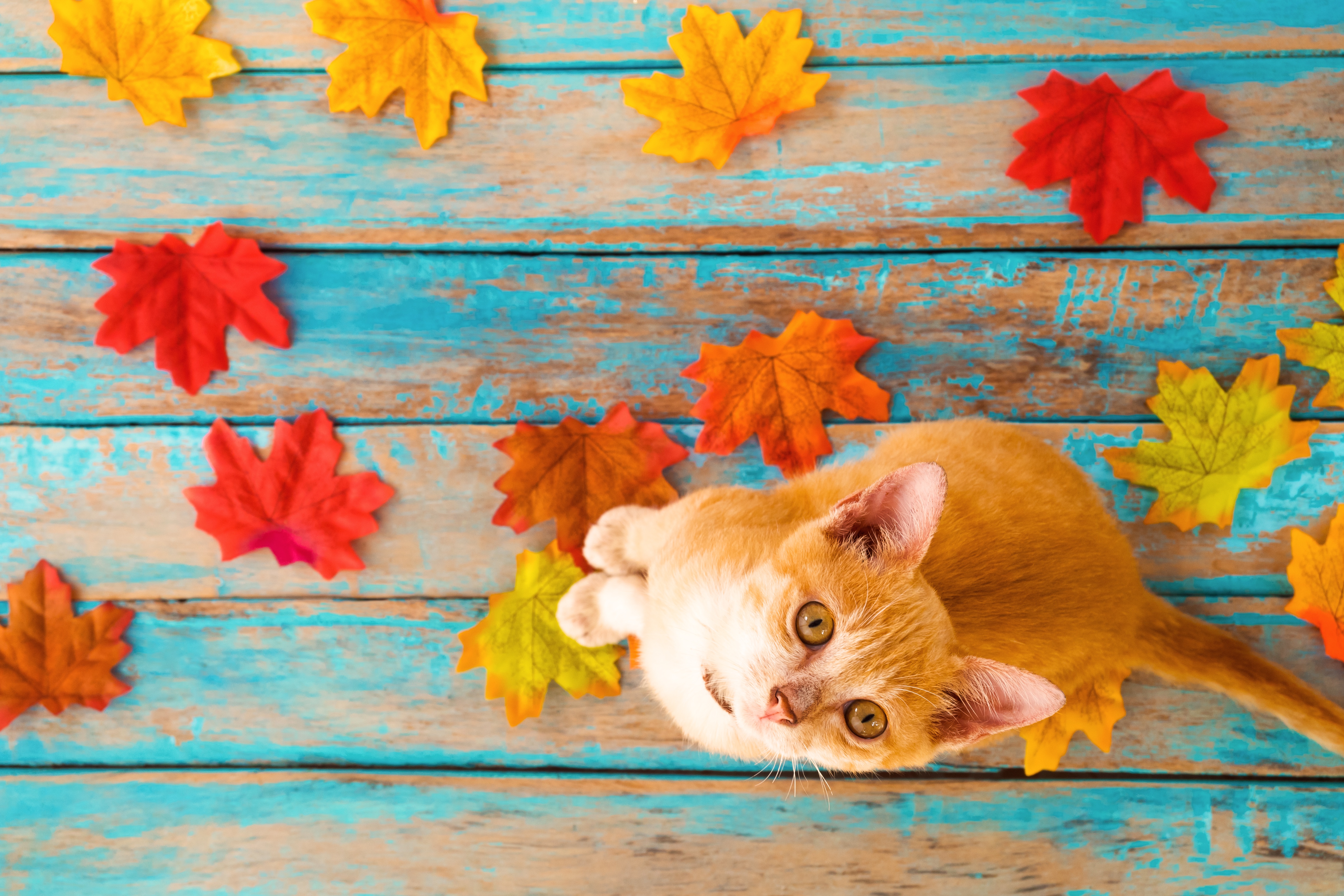 General 4896x3264 animals cats pet top view fallen leaves wooden surface leaves colorful wood planks
