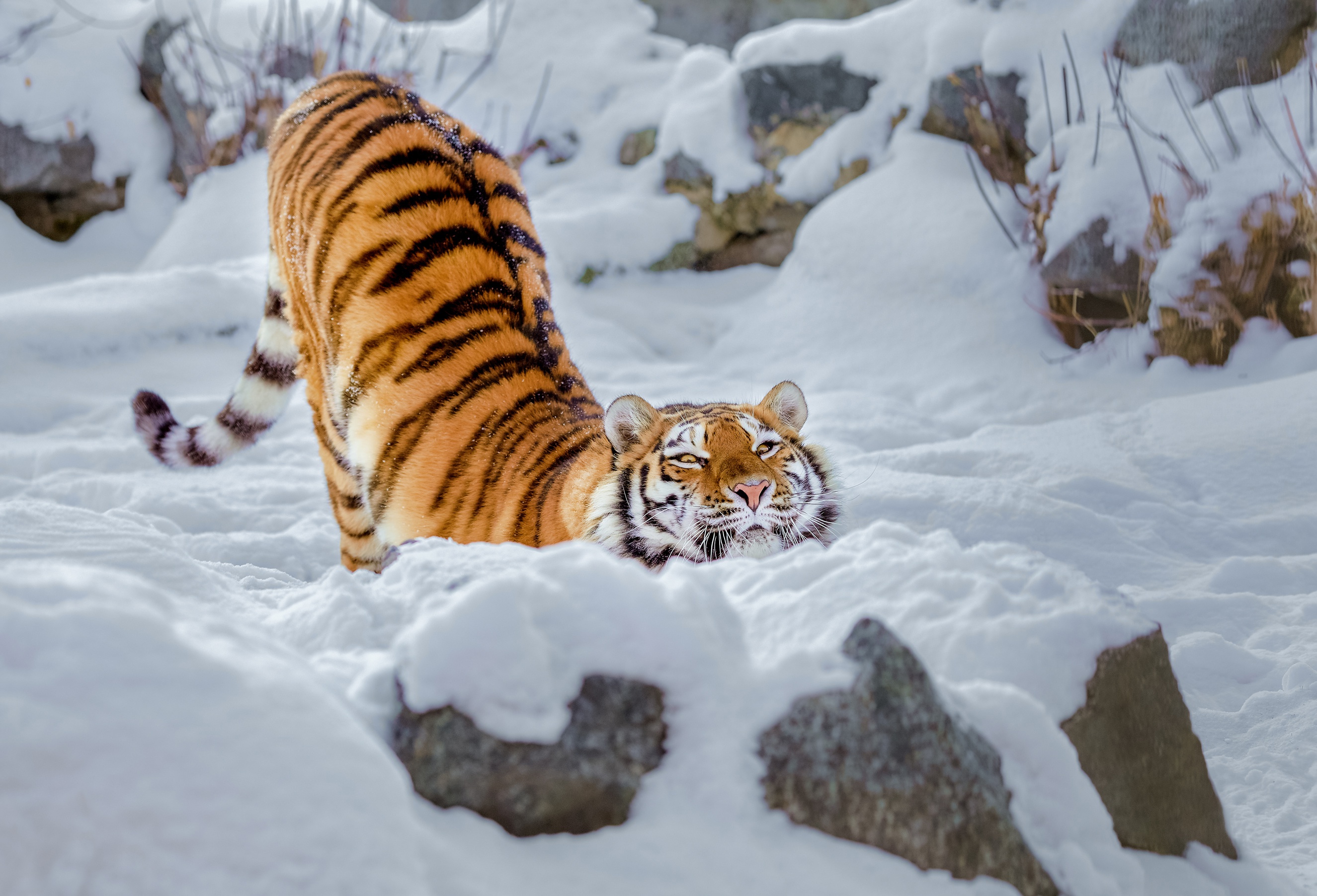 General 2650x1804 big cats animals tiger snow stretching arched back