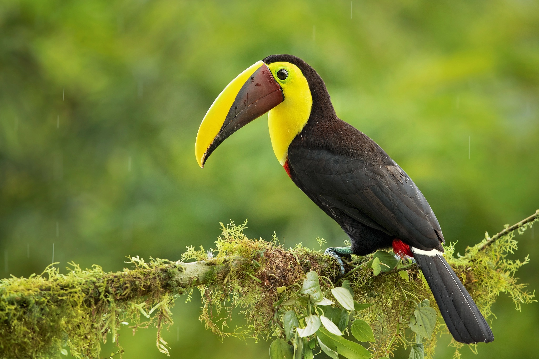 General 2048x1365 plants birds animals closeup toucans