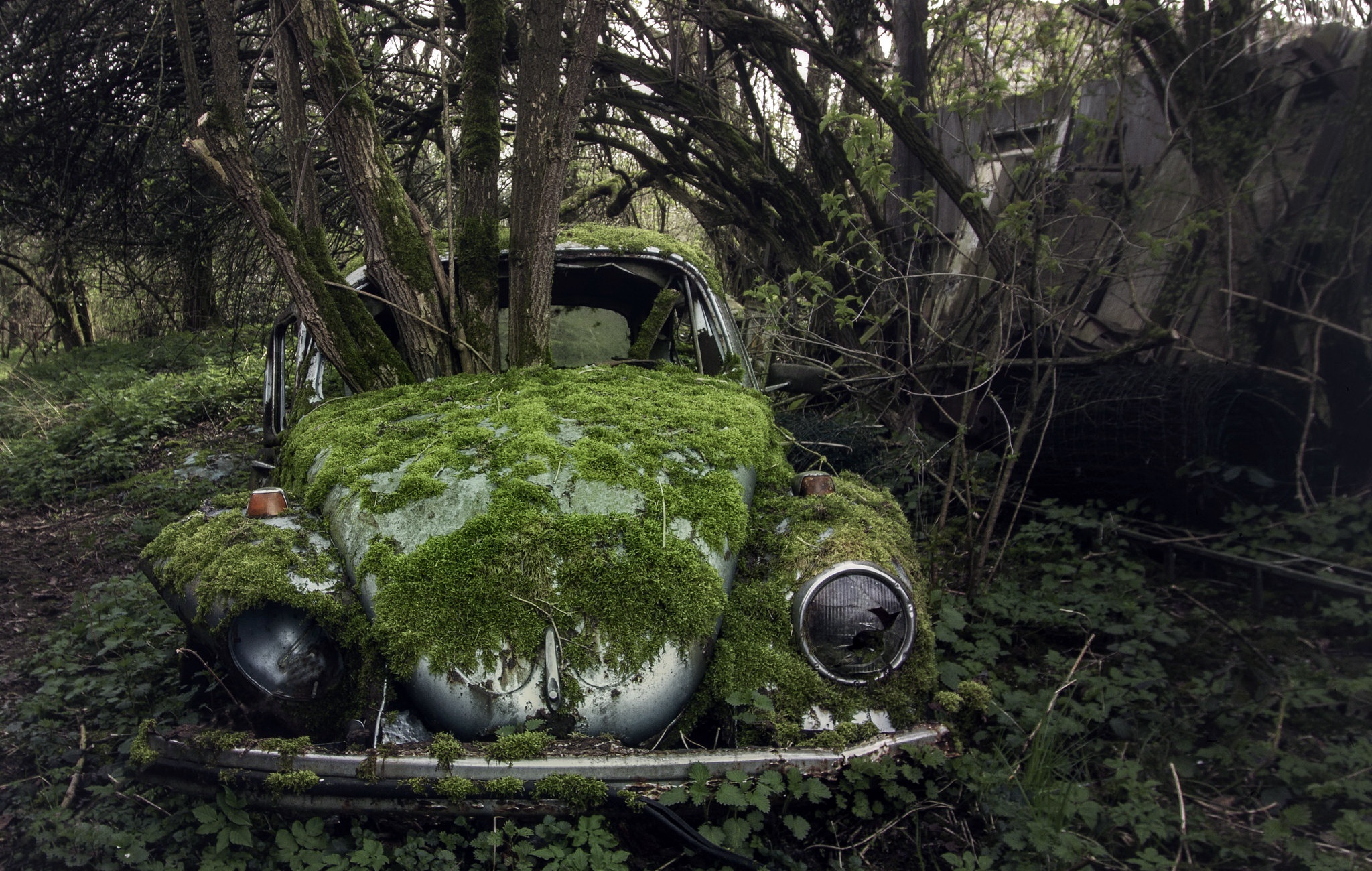 General 2048x1300 old plants car vehicle wreck overgrown