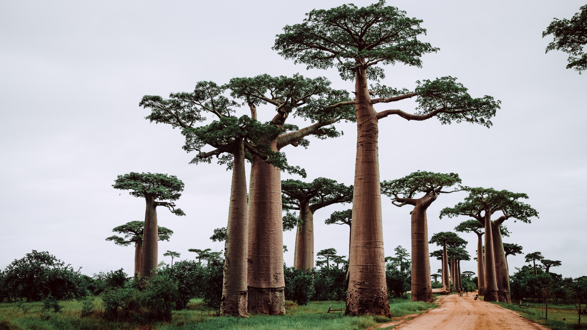 General 1920x1080 nature trees plants grass clouds road baobabs baobab trees Madagascar
