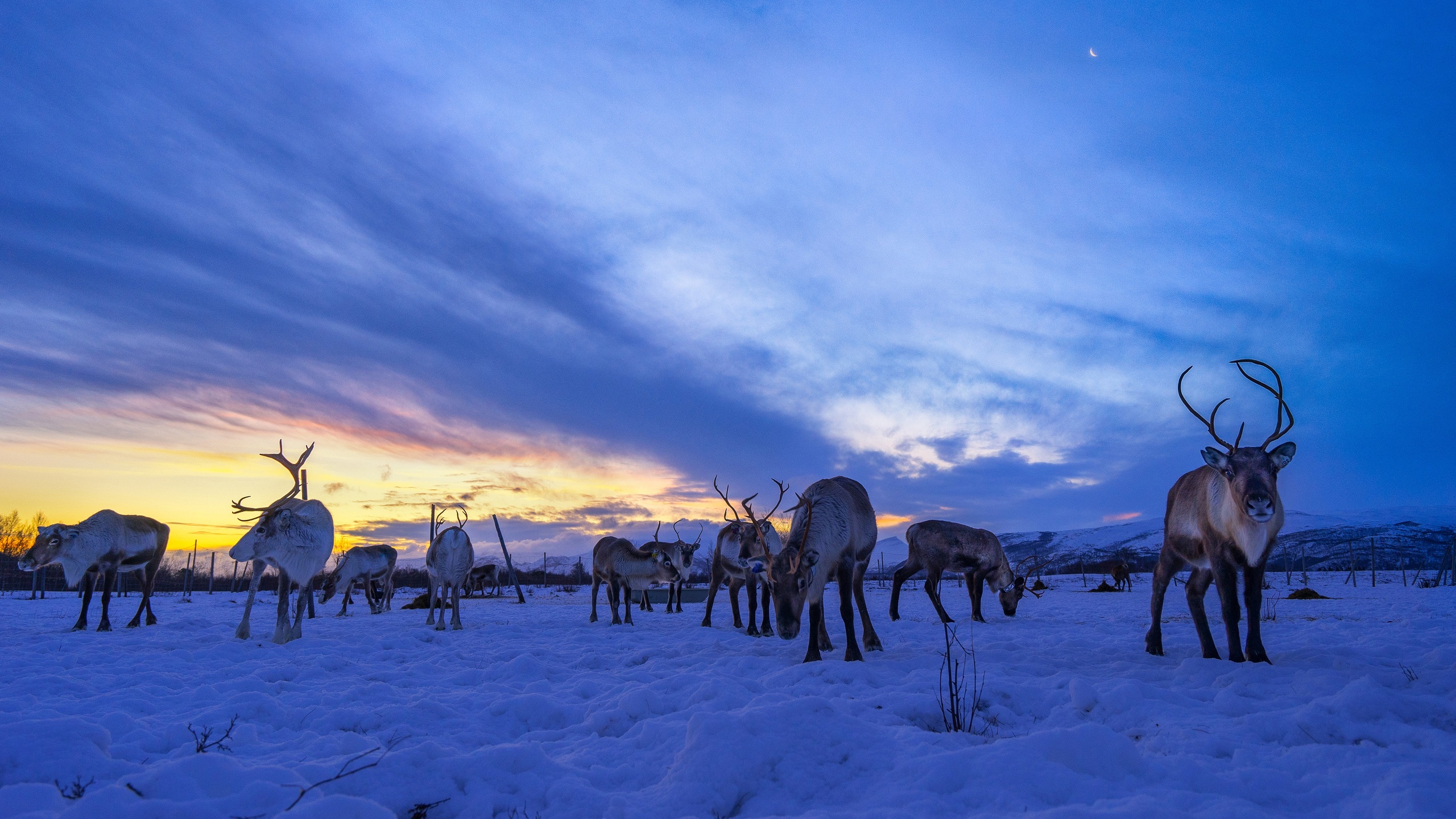 General 2560x1440 sky sunlight clouds winter cold snow animals mammals reindeer