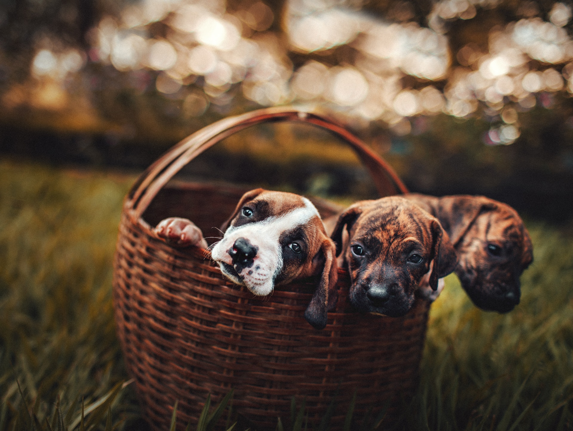 General 1920x1444 baskets dog outdoors animals mammals puppies