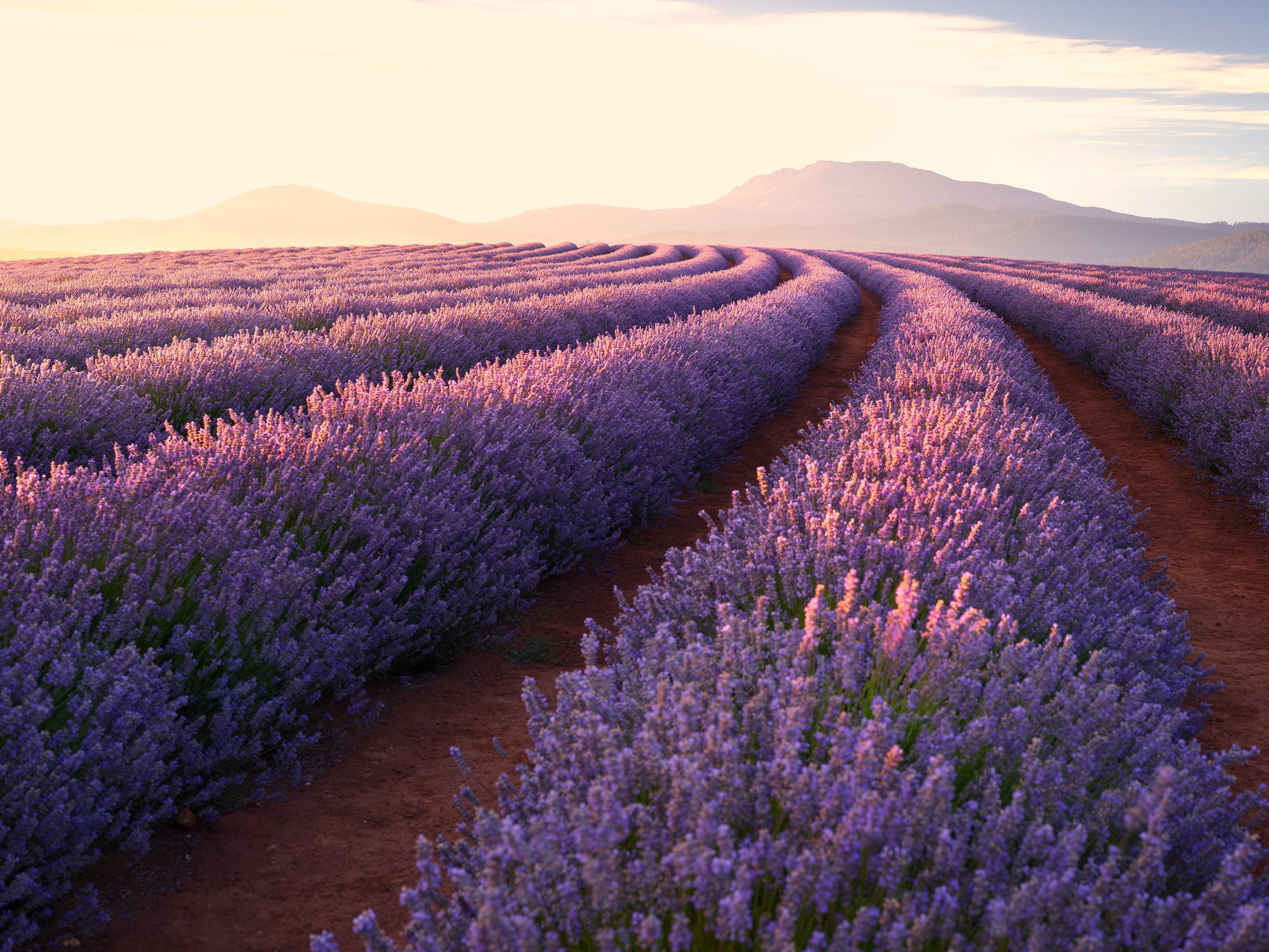 General 3840x2881 landscape lavender flowers spring purple background mountains
