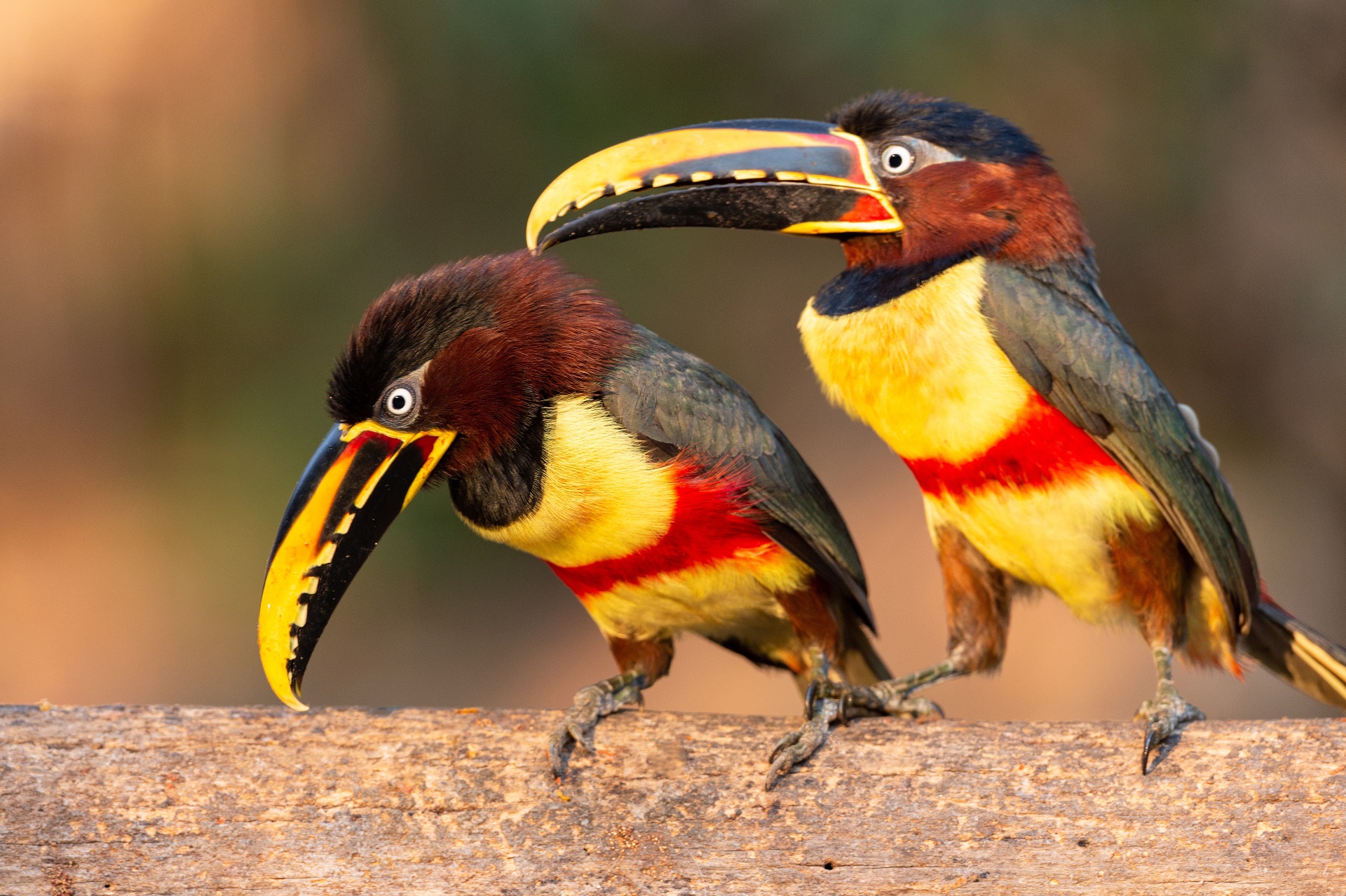 General 1920x1278 colorful animals birds Aracari nature beak fur blurry background closeup
