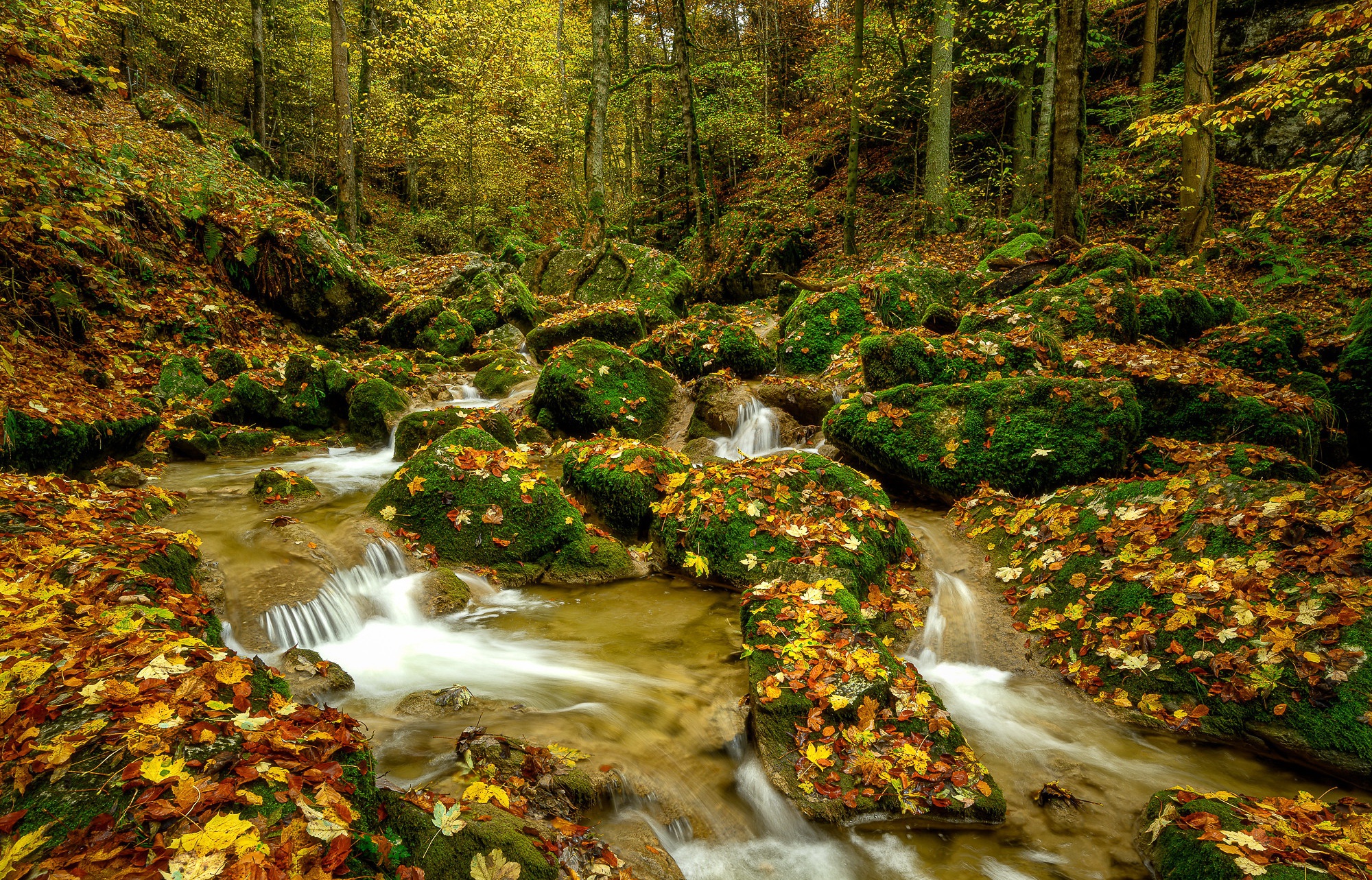 General 2000x1283 fall nature water forest outdoors plants leaves