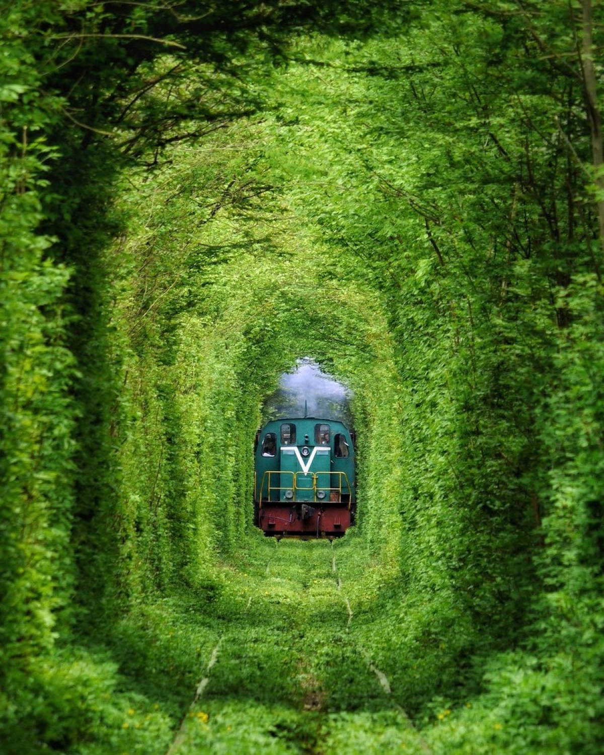 General 1200x1500 portrait display plants overgrown leaves Tunnel of Love tunnel railway locomotive diesel locomotive train trees green