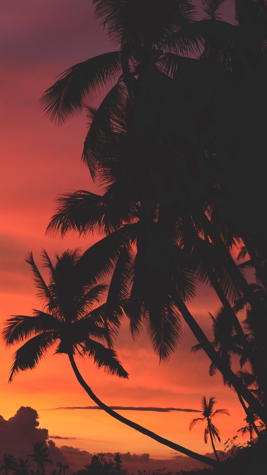 General 938x1668 beach sunset palm trees vibes warm dark dusk orange sky
