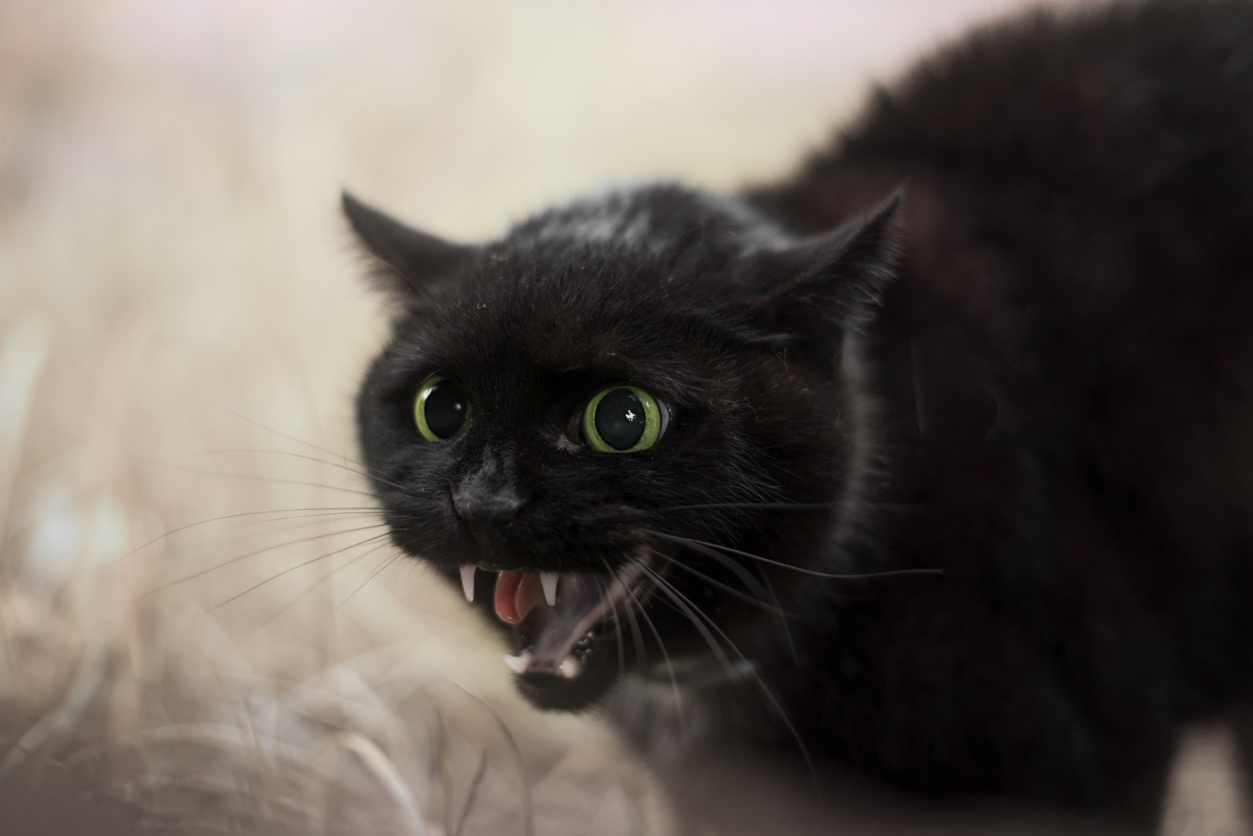 General 2560x1709 cats animals black cats angry