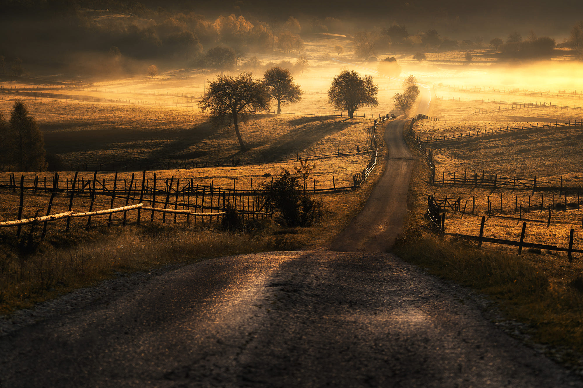 General 2000x1333 morning mist nature trees sunlight forest field fence path landscape outdoors Adnan Bubalo dirt road