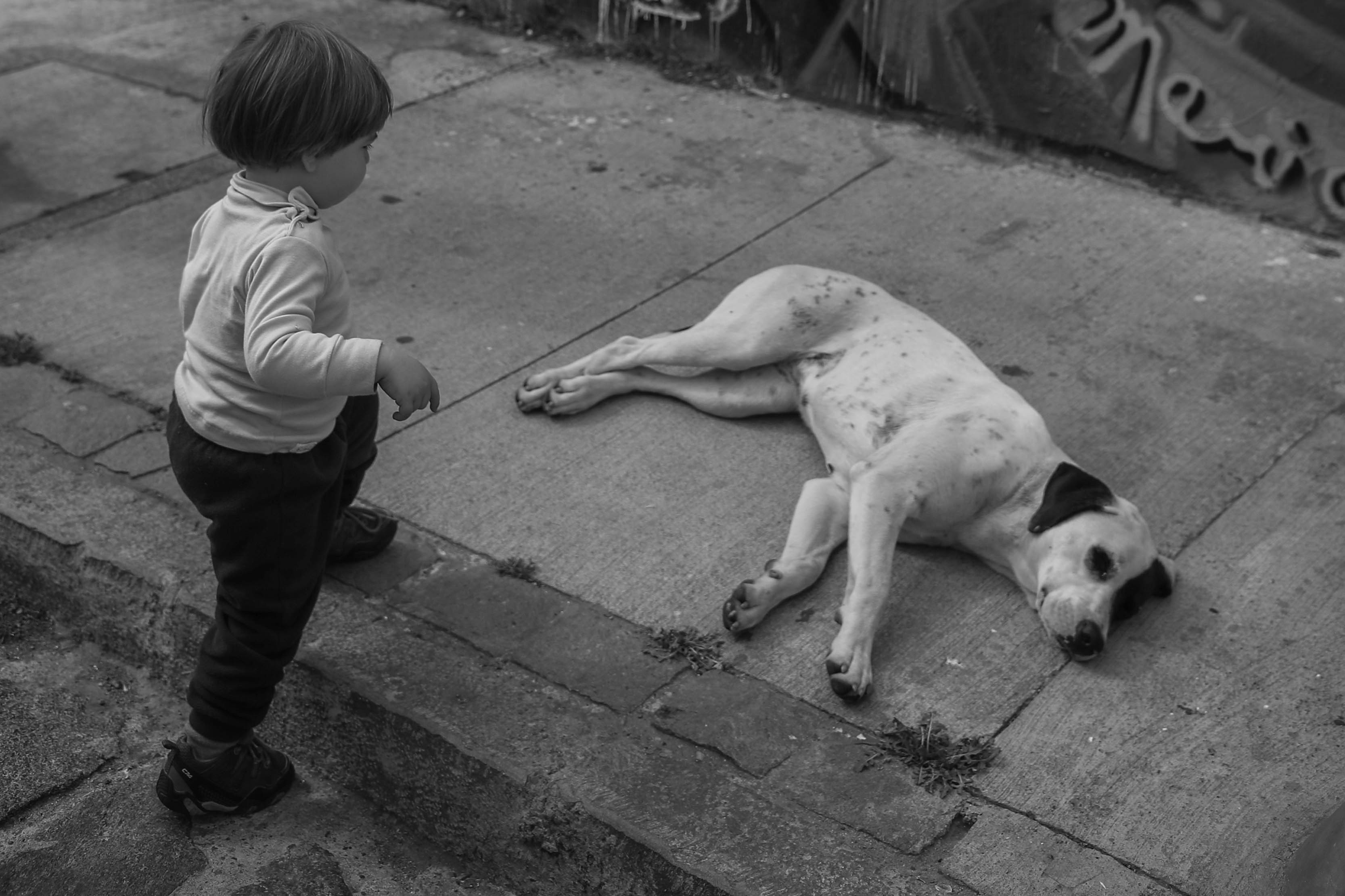 People 3333x2222 dog animals street urban children monochrome