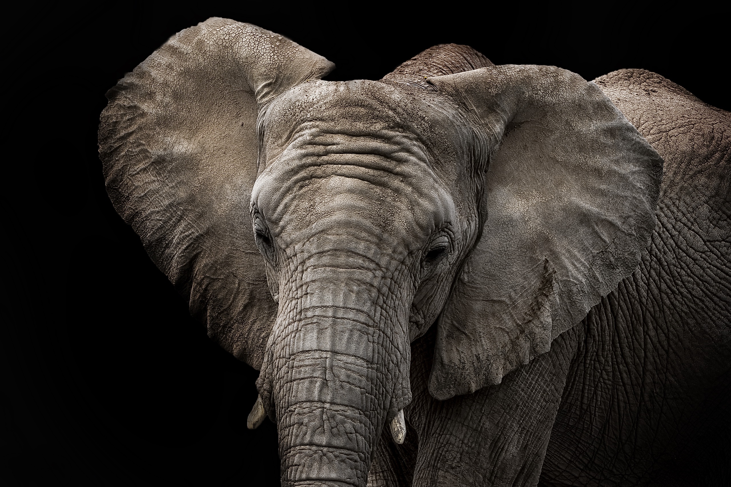 General 2560x1706 animals elephant black background closeup simple background