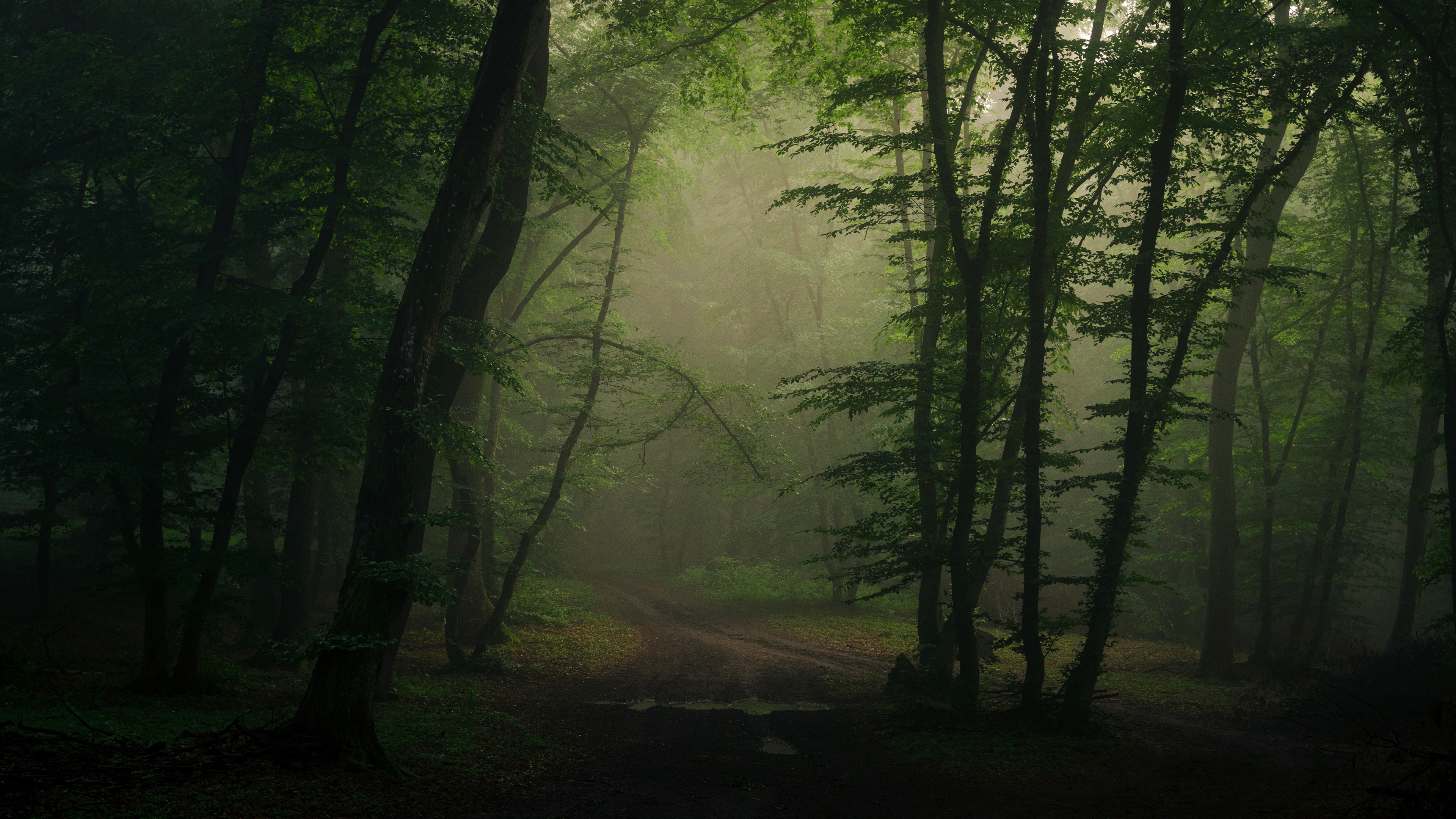 General 3840x2160 forest mist nature trees path