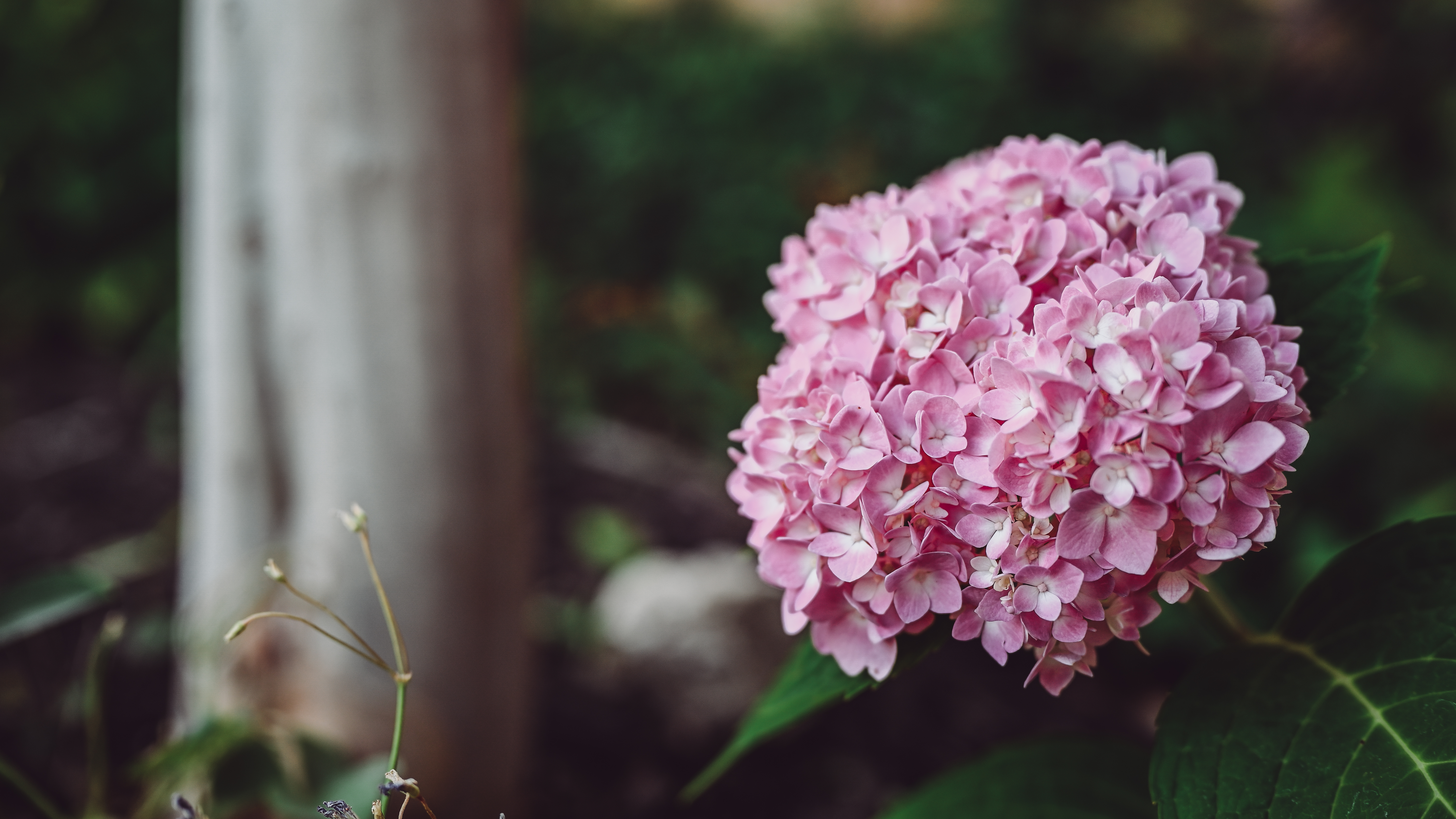 General 6016x3384 nature flowers photography pink flowers outdoors