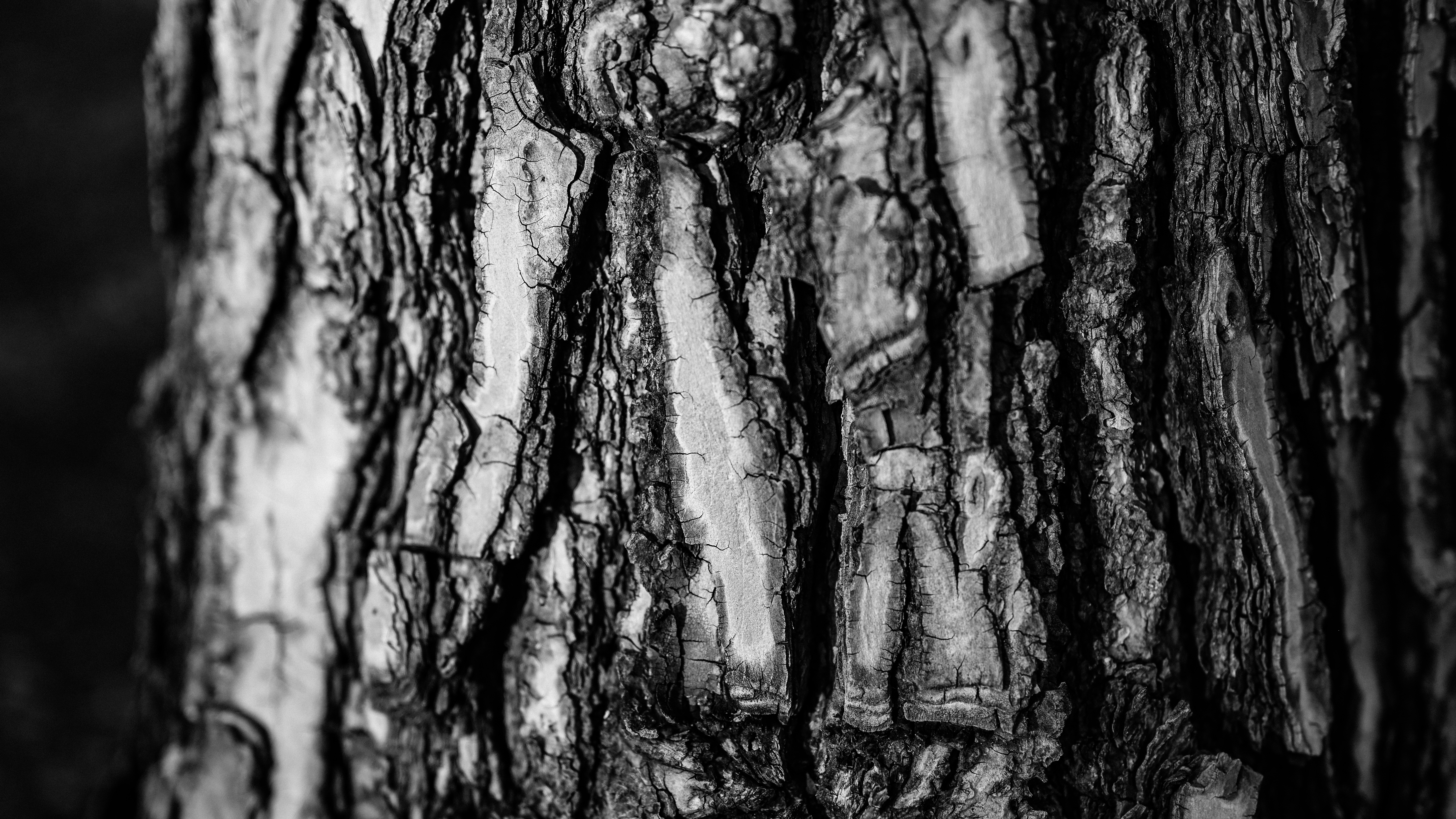 General 5873x3304 nature wood tree bark bark textured monochrome pine trees photography