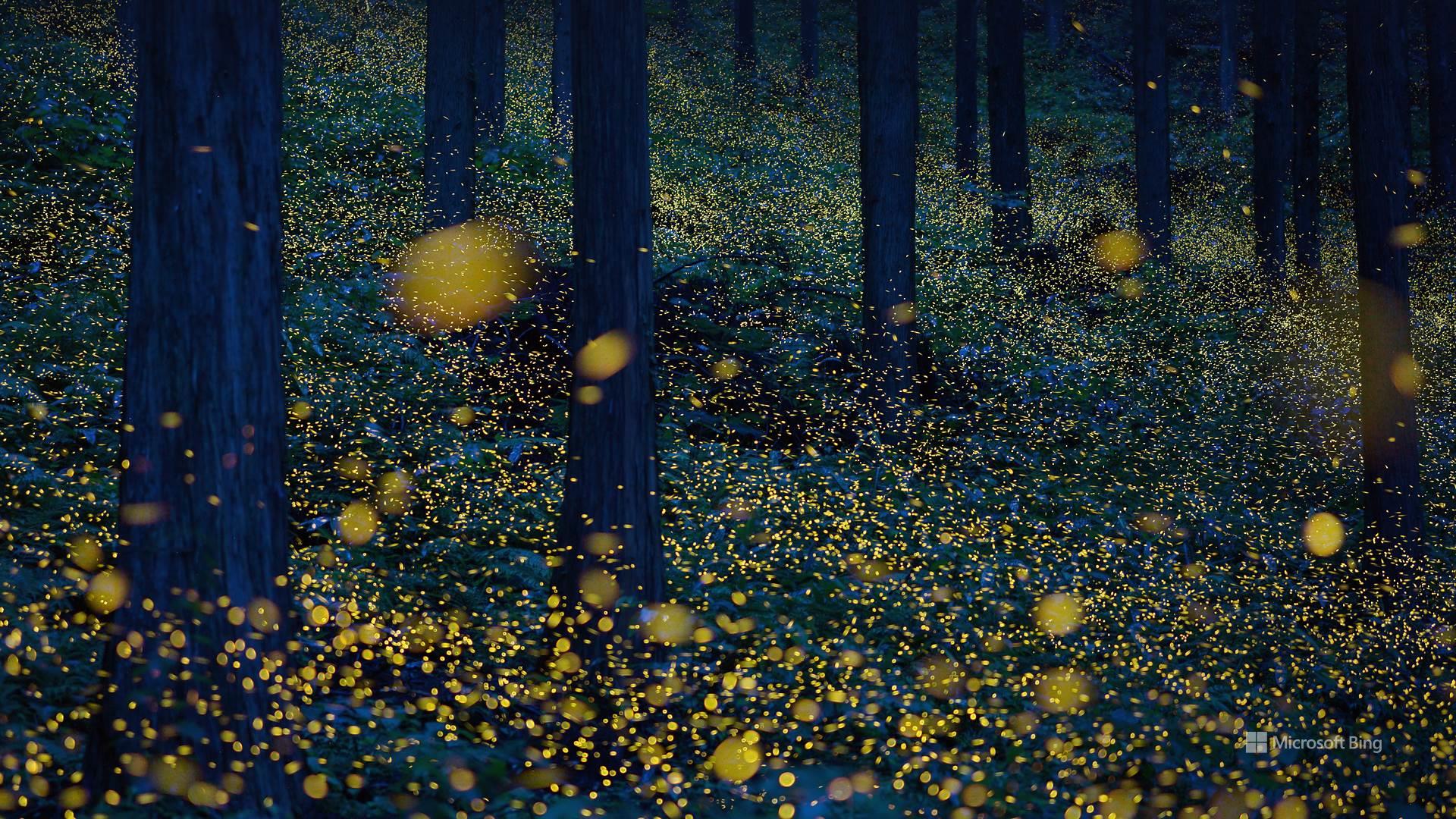General 1920x1080 animals landscape nature Bing trees fireflies bioluminescence