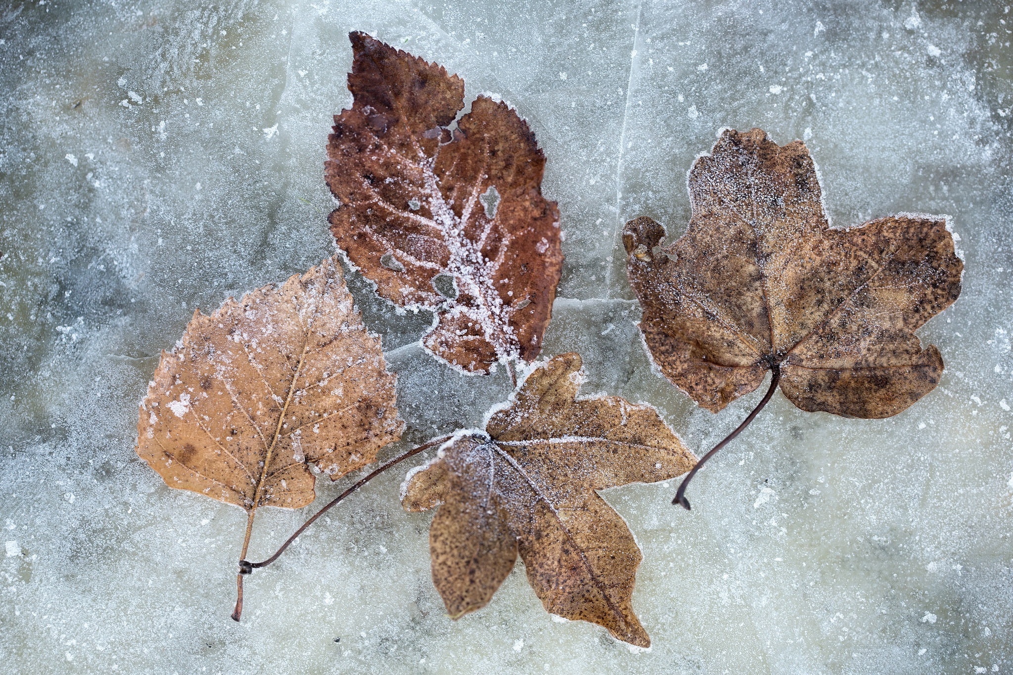 General 2048x1365 winter cold ice plants leaves