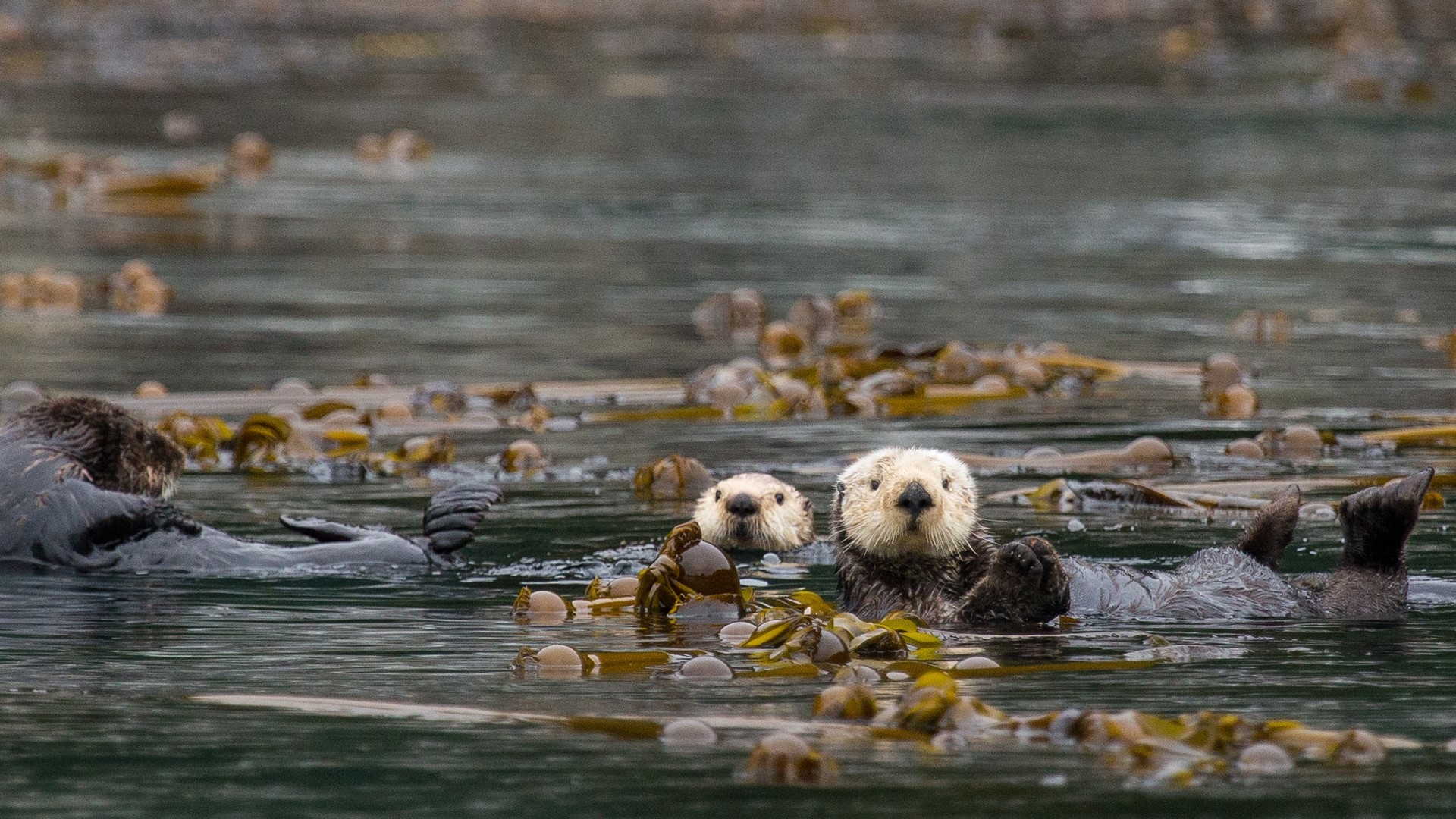 General 1920x1080 nature animals sea otters seaweed
