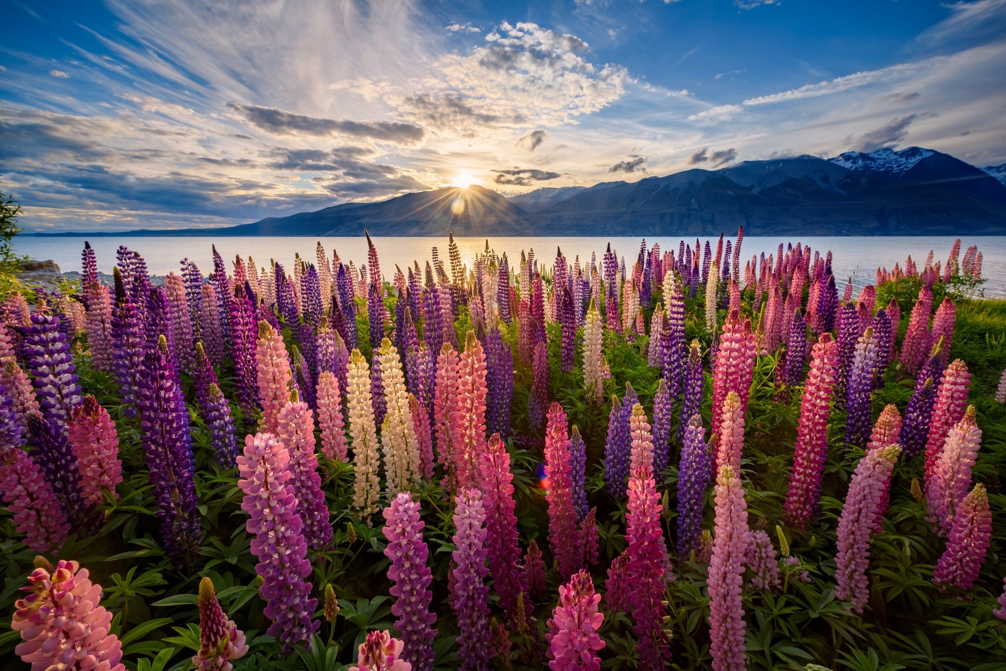 General 2048x1366 New Zealand nature landscape flowers plants sunlight colorful