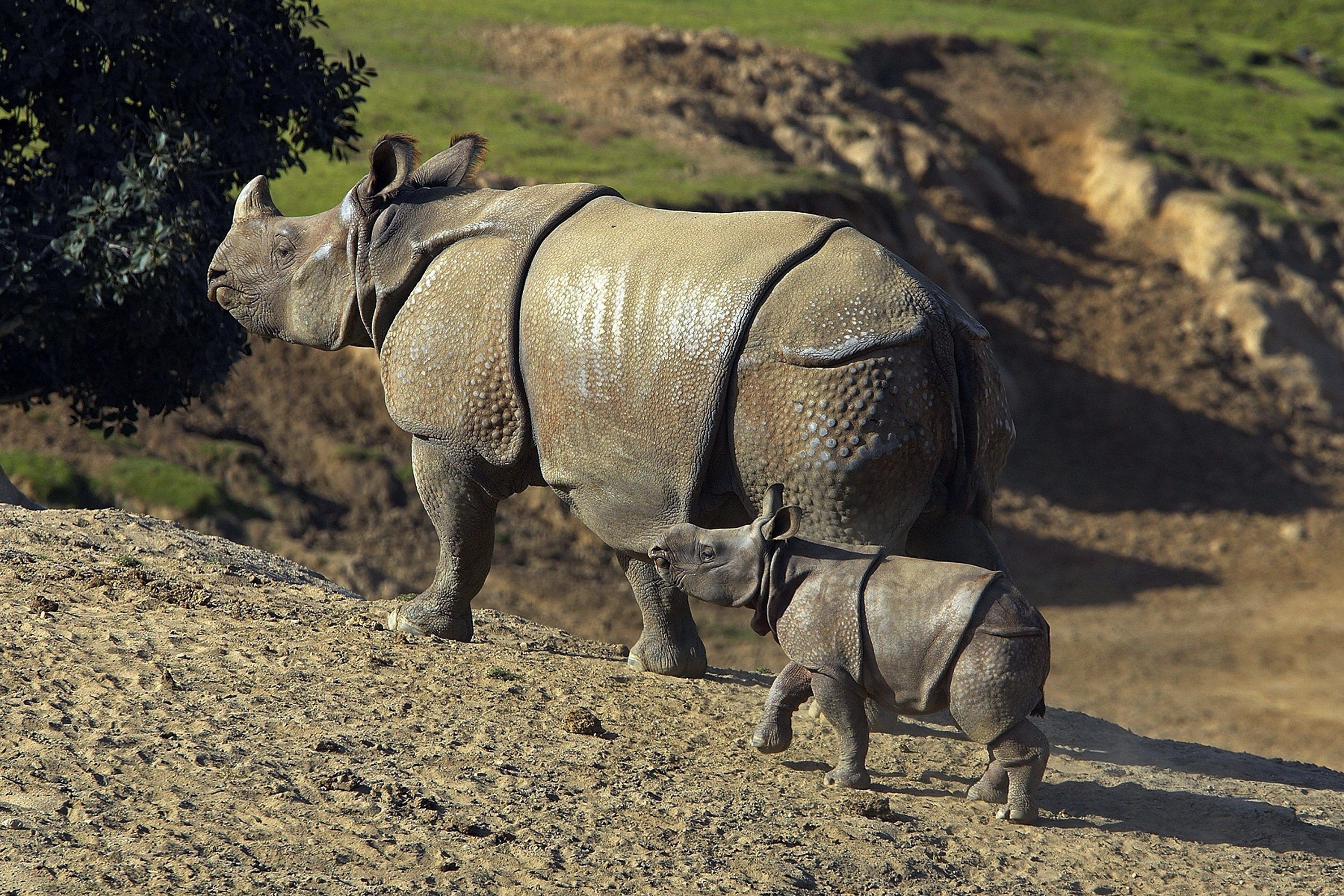 General 3000x2000 animals Indian Rhinoceros mammals baby animals nature rhino