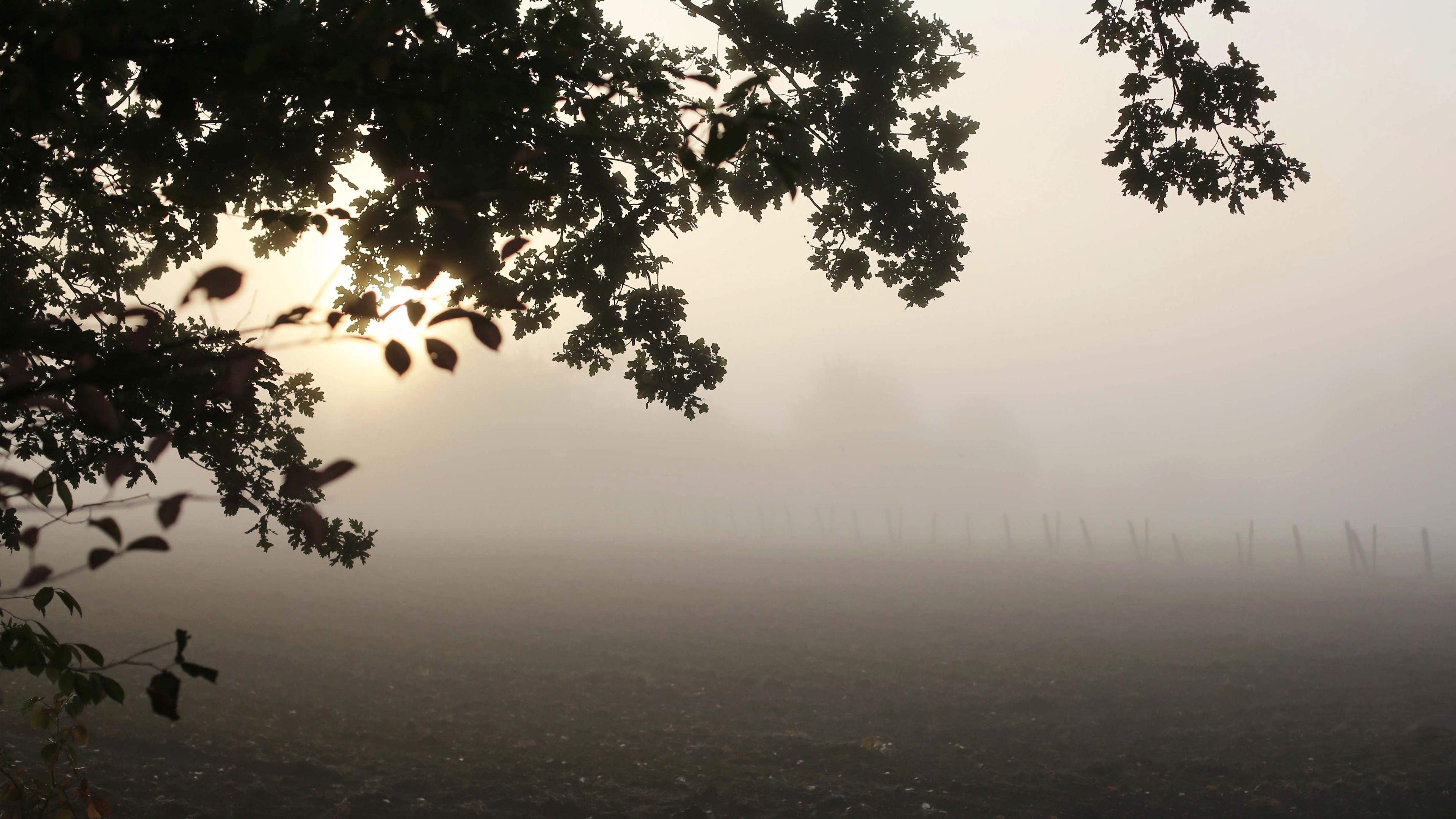 General 3840x2160 nature field morning cold mist