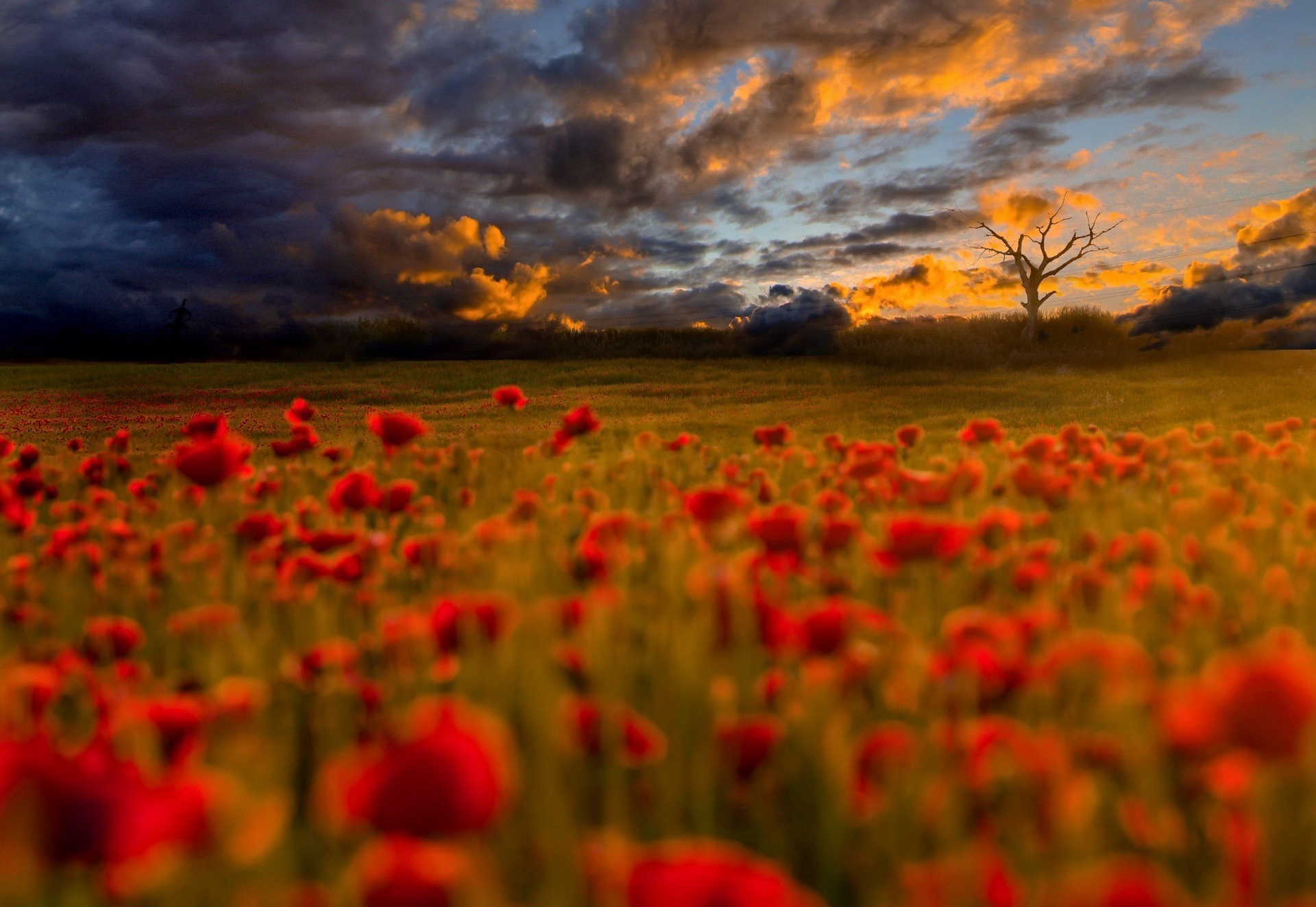 General 1920x1323 outdoors field flowers red flowers plants clouds sunlight nature