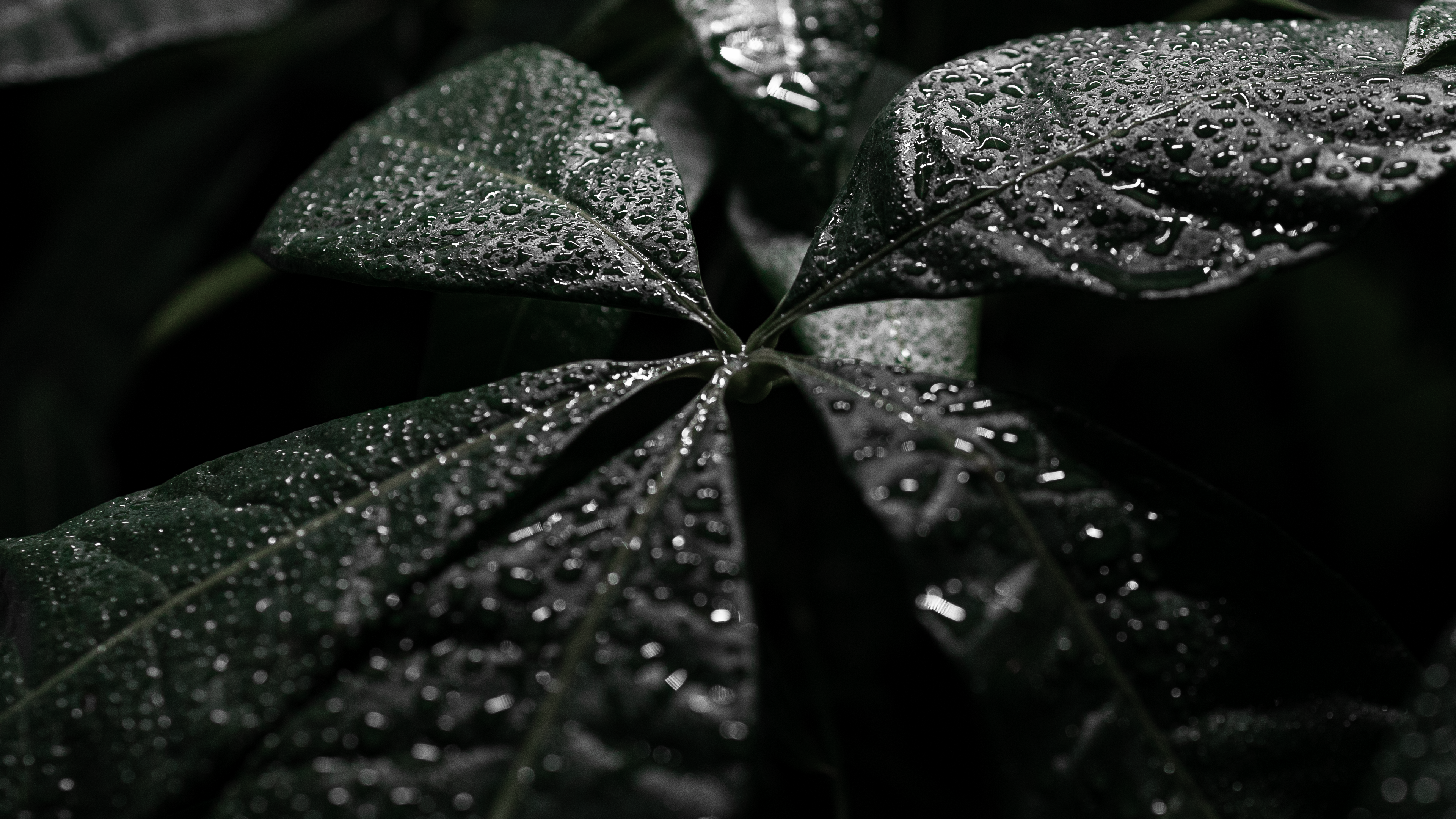 General 3840x2160 green leaves plants nature outdoors wet water drops macro monochrome